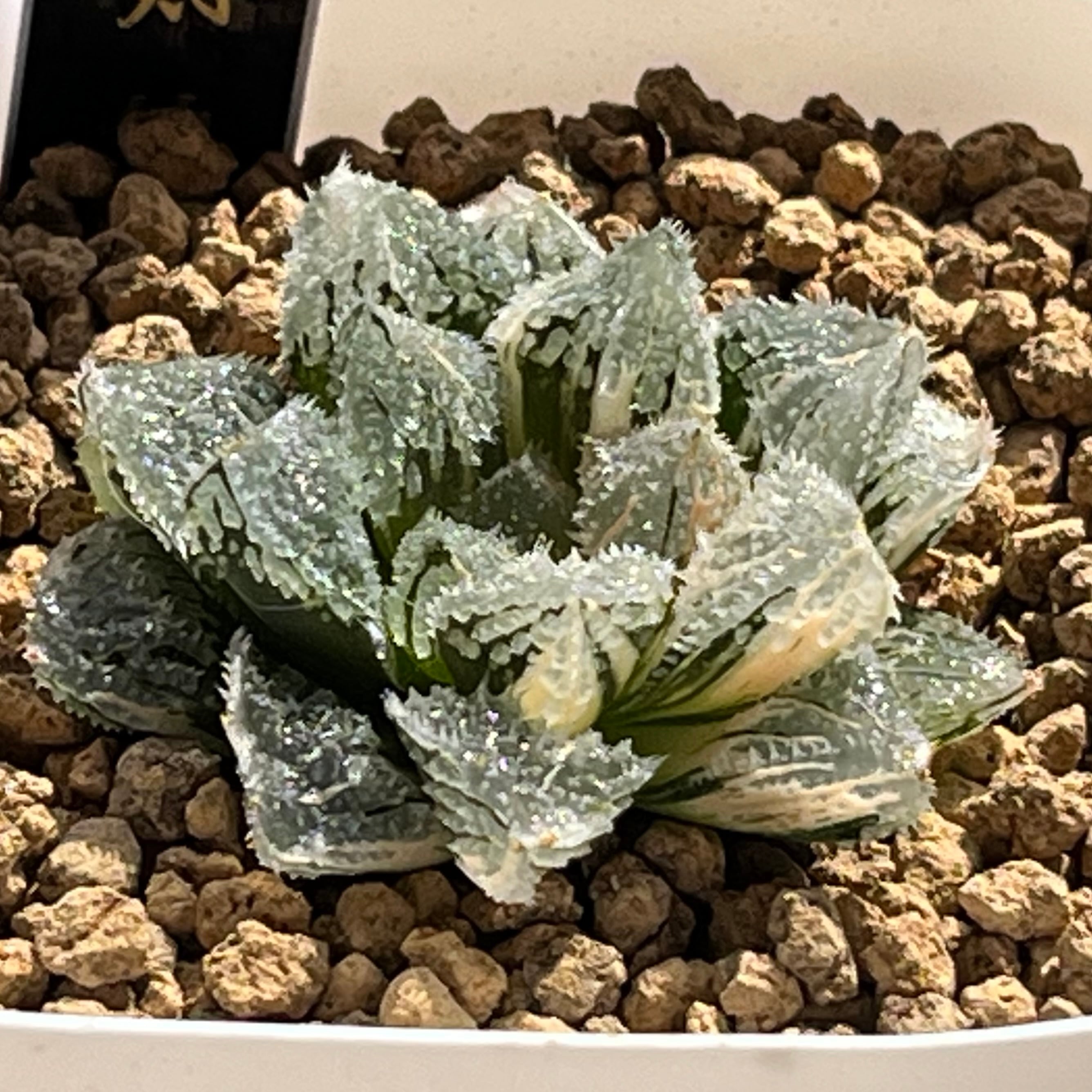 ハオルチア 森の雫 | mocono_plants