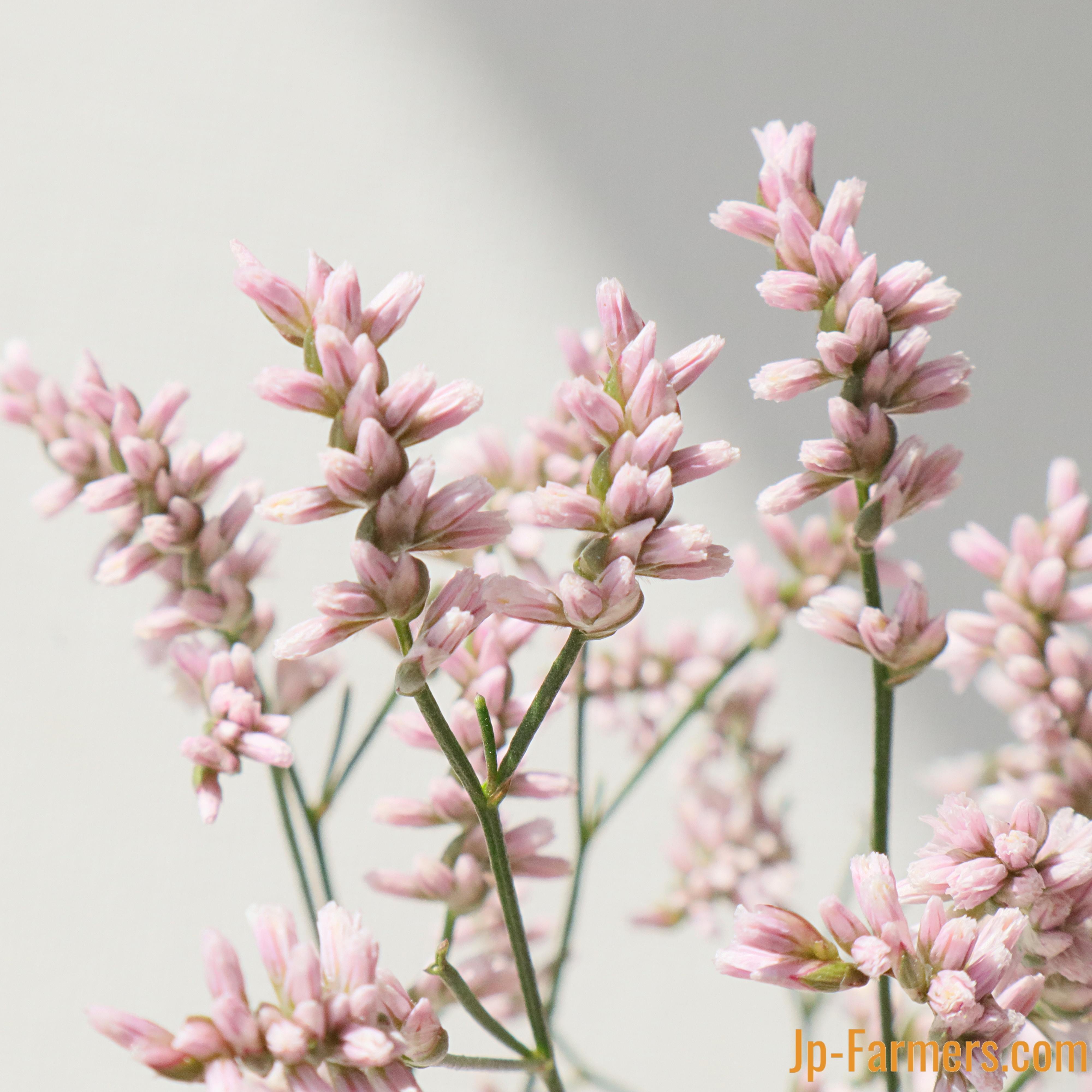 宿根スターチス 雲竜（八重・淡いピンク） 10本 信州諏訪農協 | 新鮮