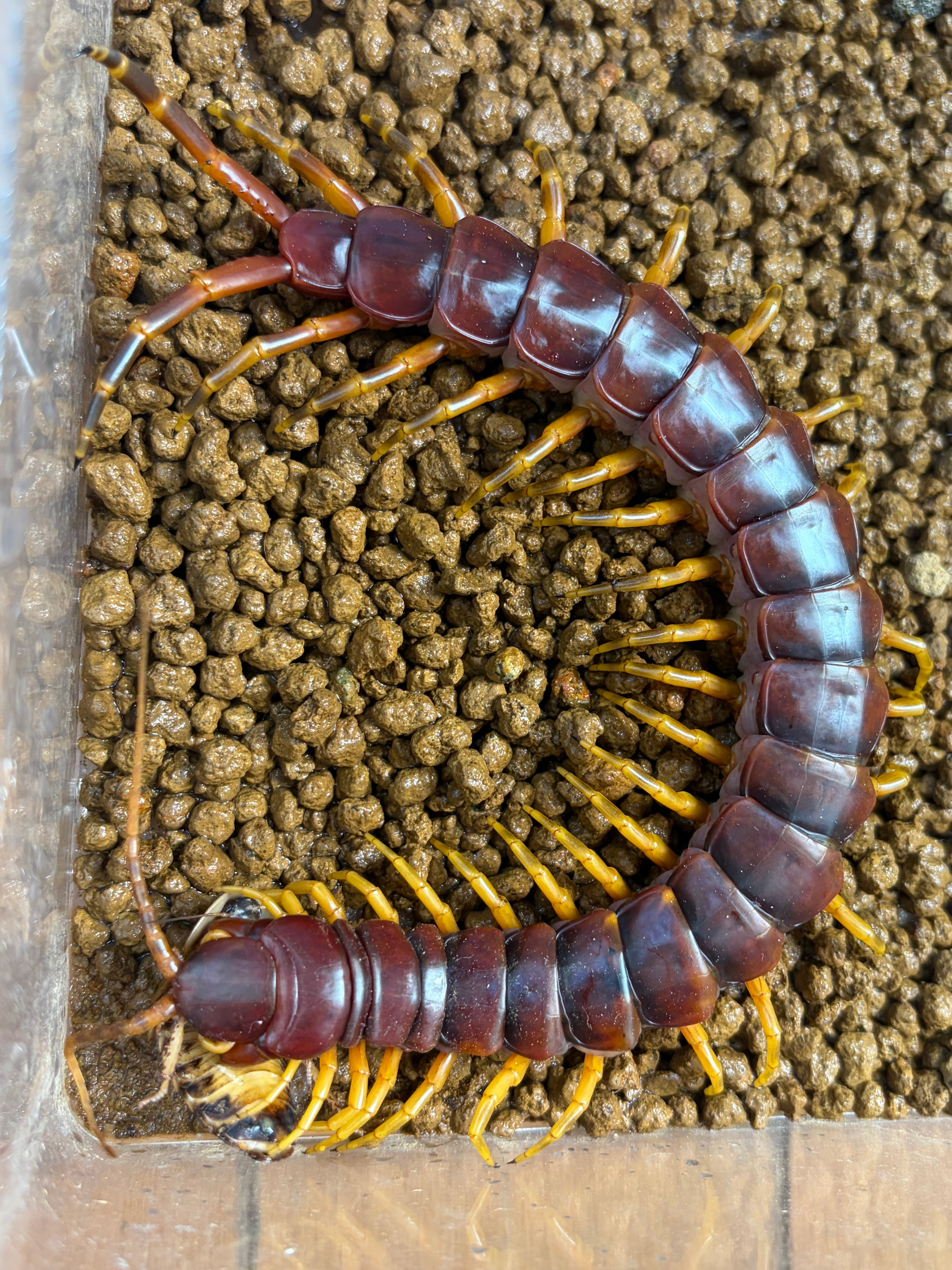 63mm】ピエロコブシガニ甲殻類標本昆虫標本エビかにサソリモドキ