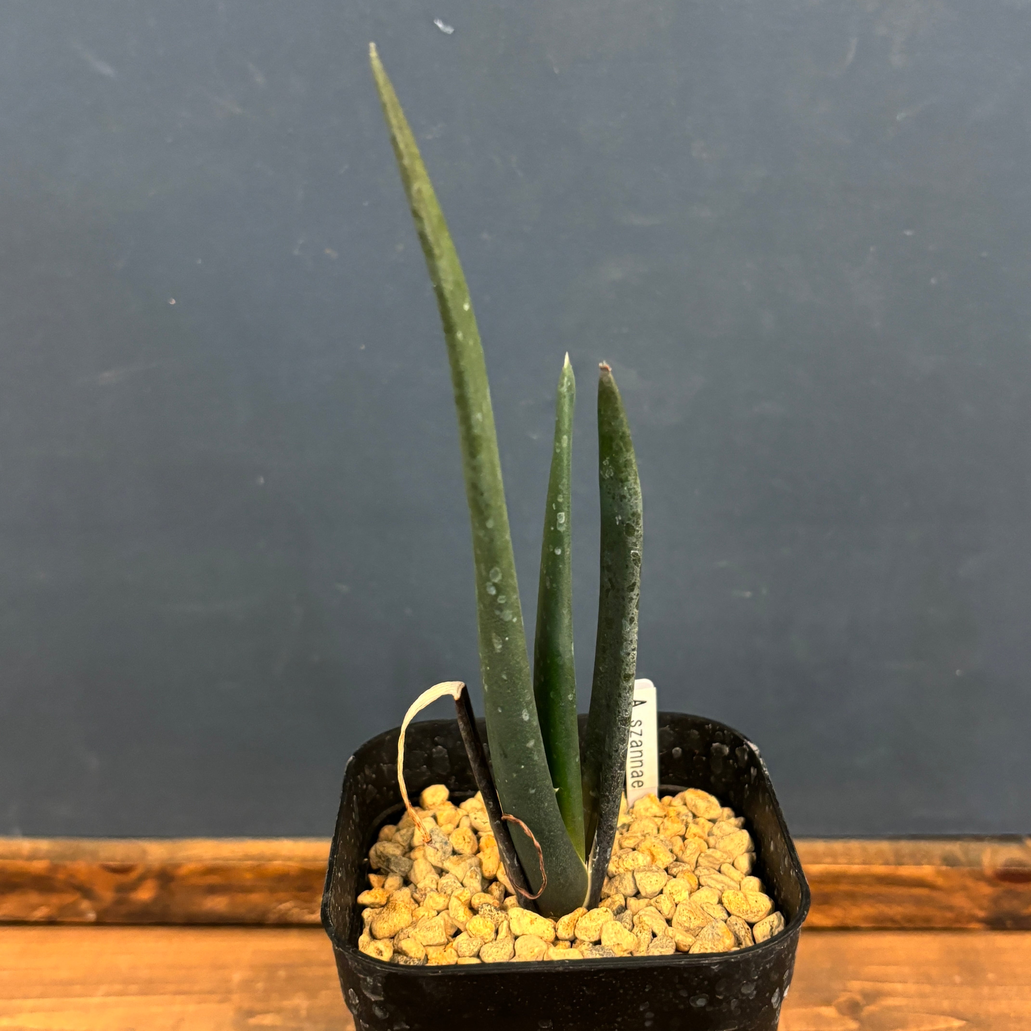 アロエ スザンナエ【840】