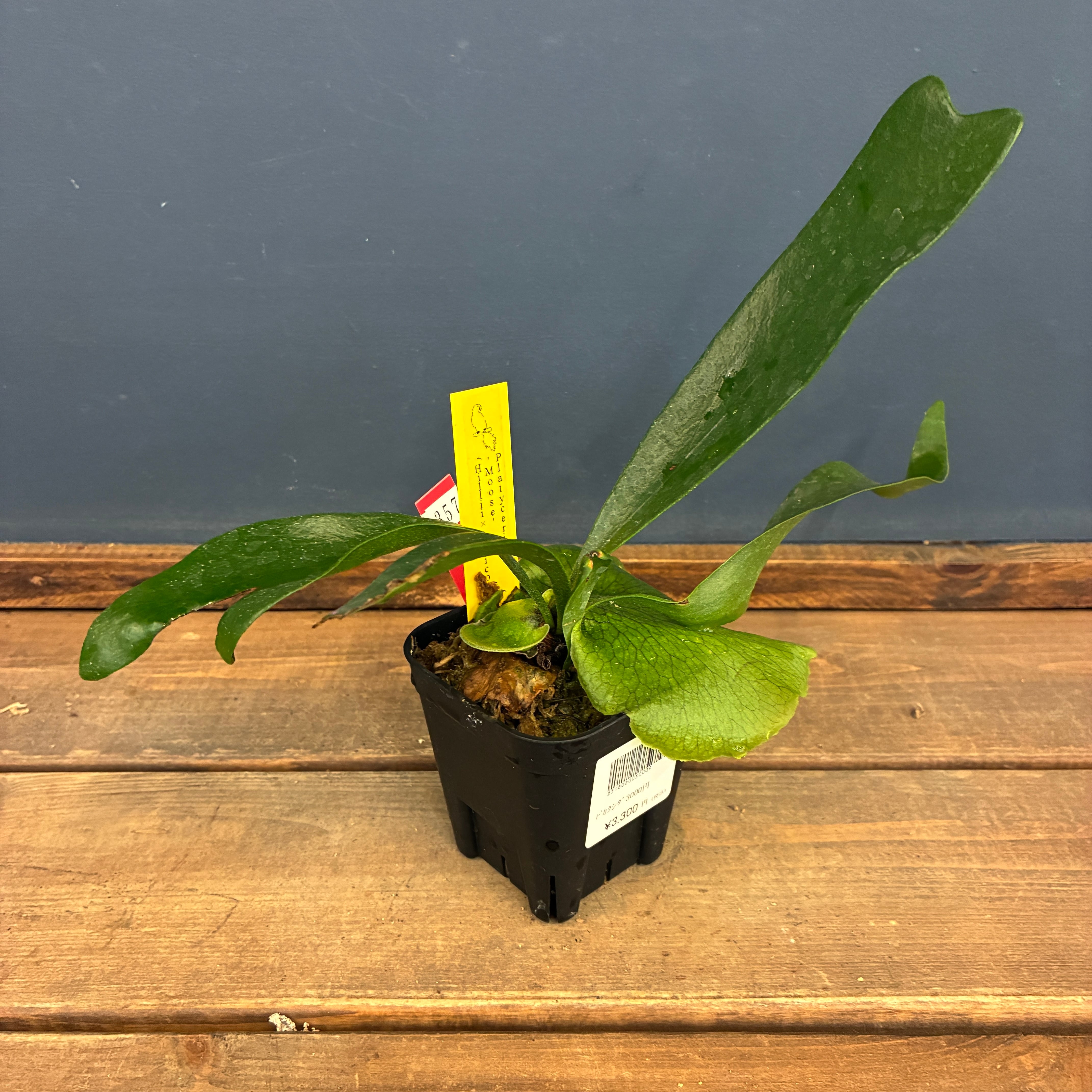 ビカクシダ Platycerium Moose(hillii × alcicorne)【357