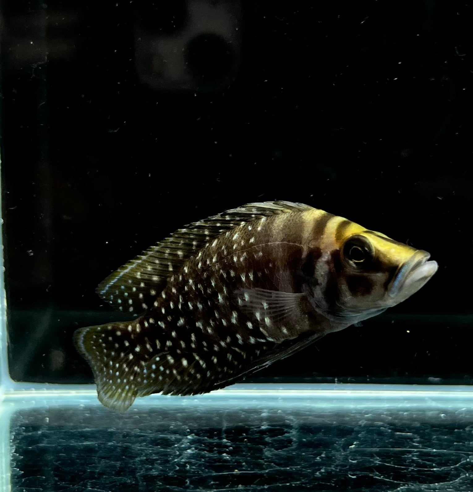 アルトランプロローグス カルバスブラック アフリカンシクリッド タンガニイカ湖 熱帯魚 タンガニイカシクリッド 1匹