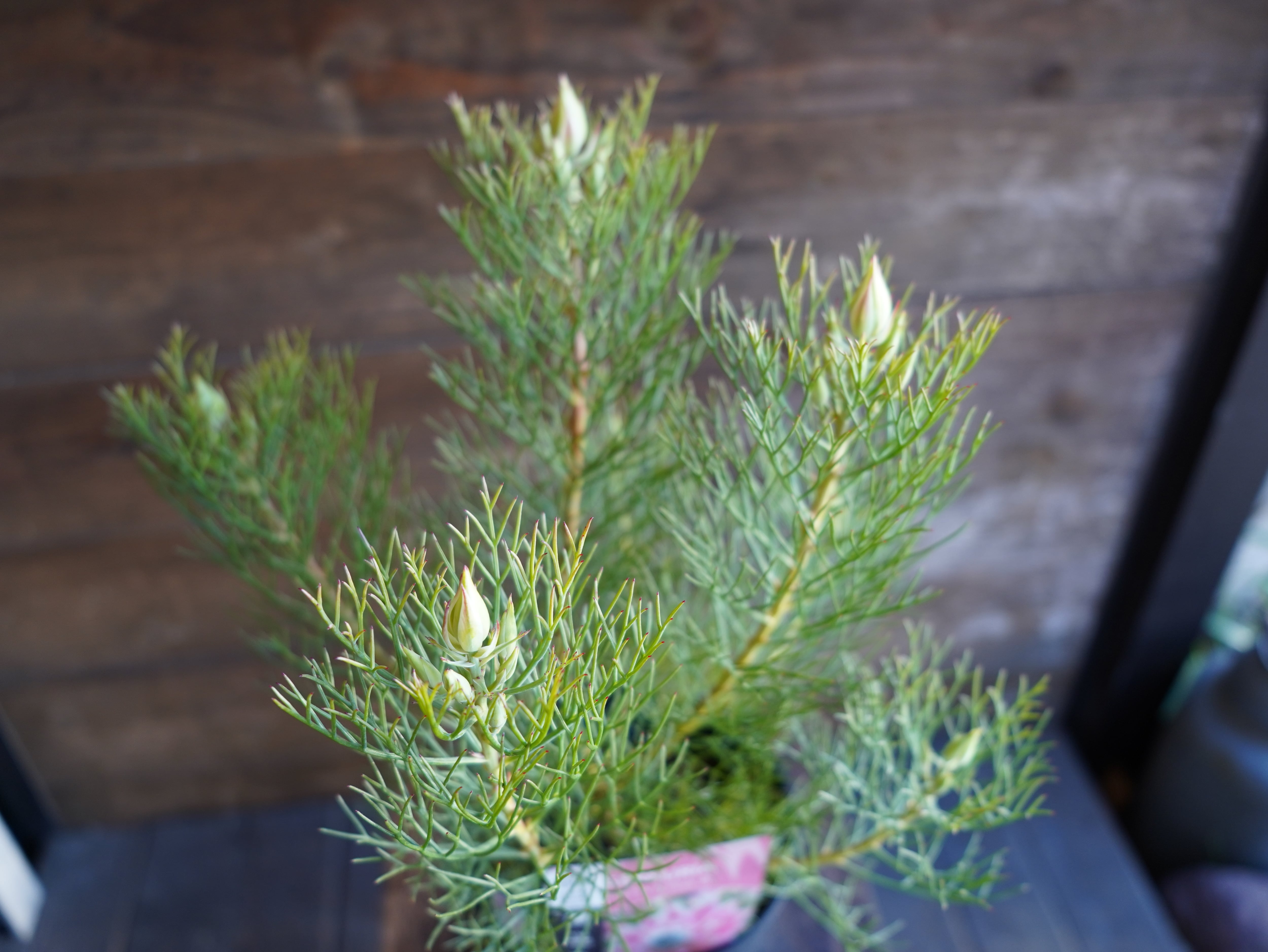 【現物】セルリア　”プリティピンク”　A