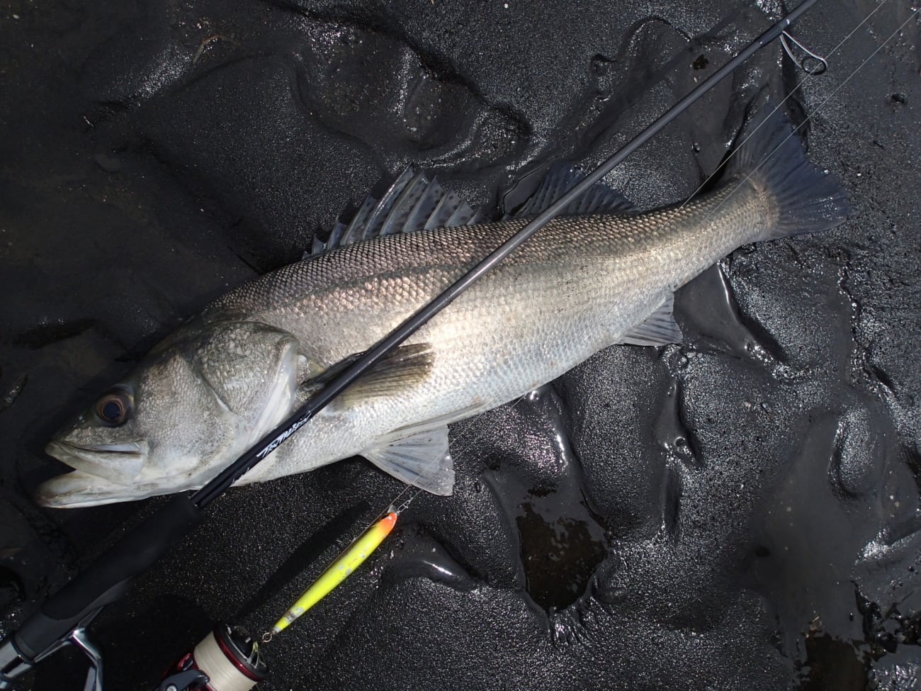 TRUTH JAPAN Trump711 S3 EDITION（トゥルースジャパン トランプ