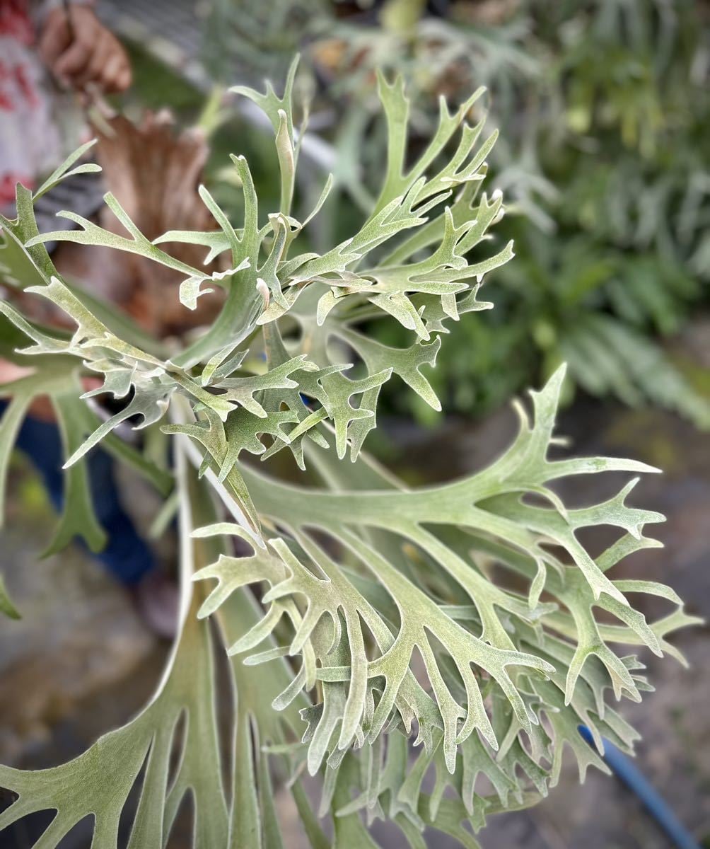ビカクシダ UBON#1 親株 P. 'Ubon #1' ビカクシダ 'ウボン #1' | vandaka plants