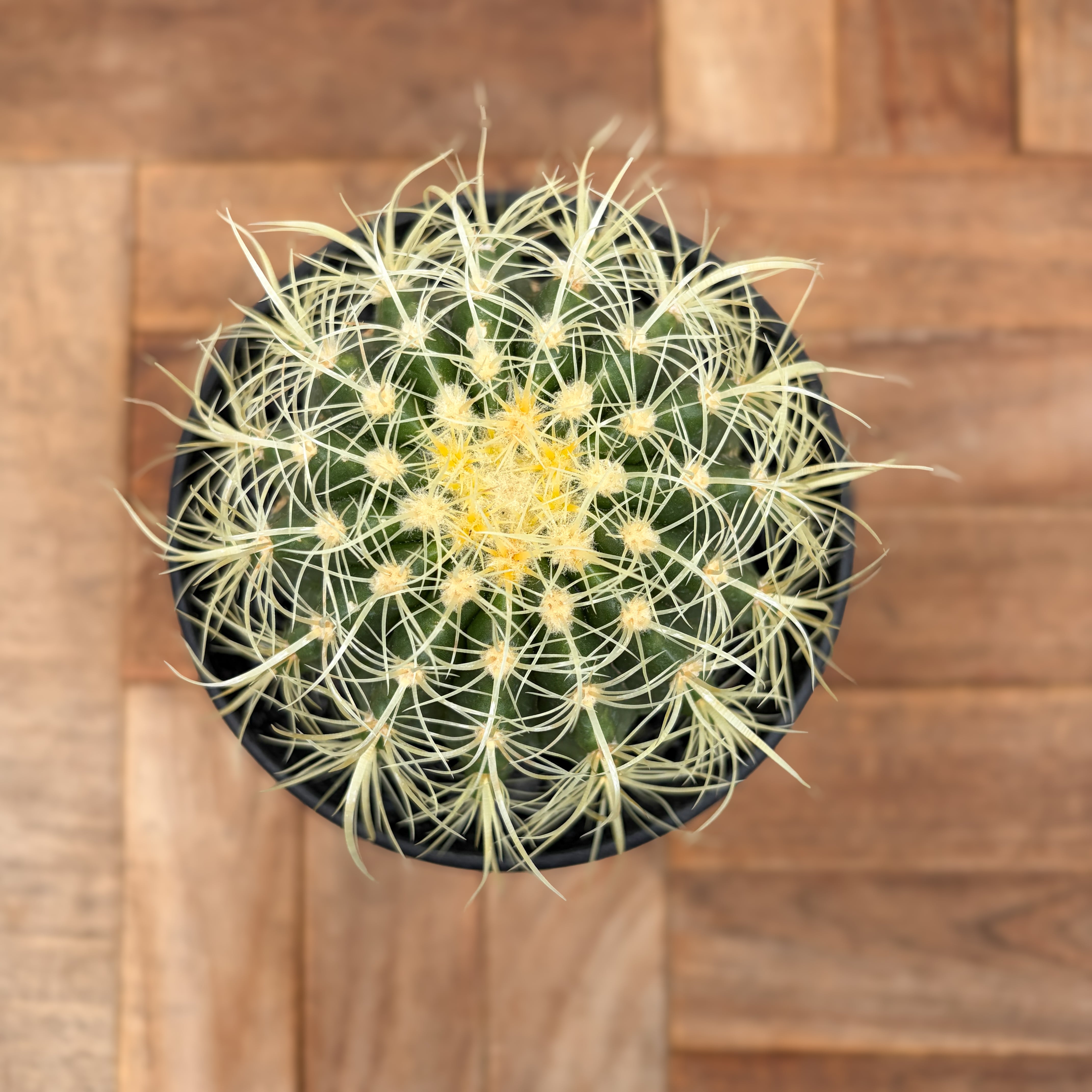 金鯱 Echinocactus grusonii | サボテン trigger ⁄ 多肉植物・サボテン