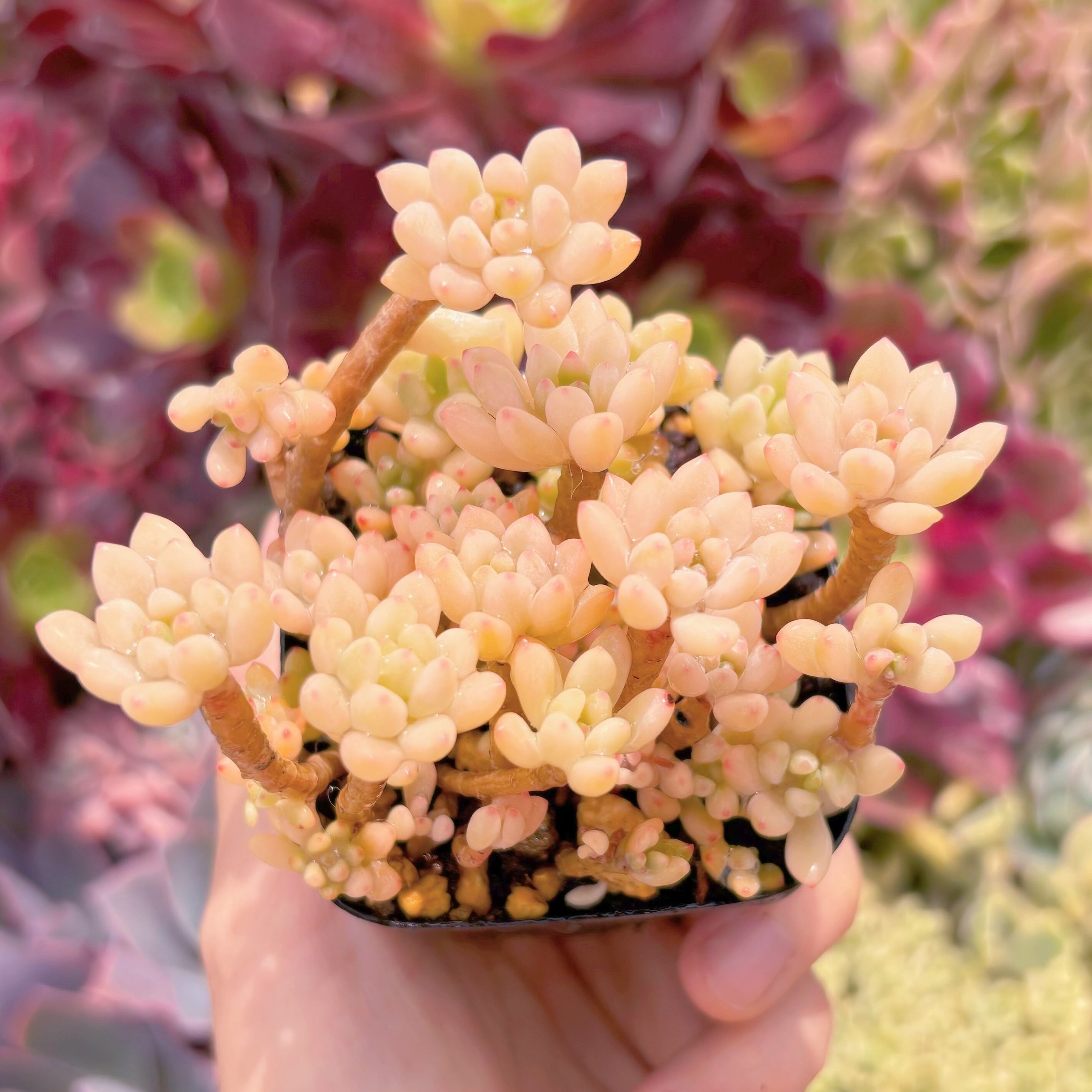 現品　ブルービーン錦#607　るる農園