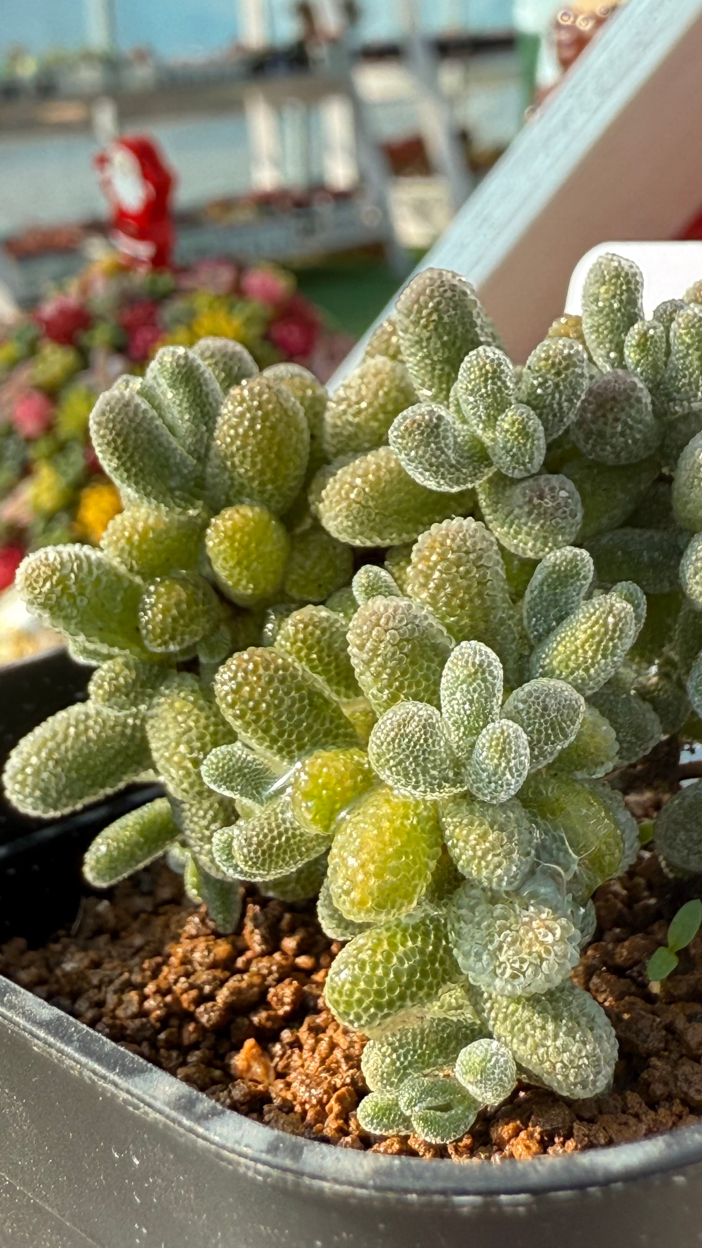 アガベ agave チタノタ オテロイ 白鯨 | Pay ID