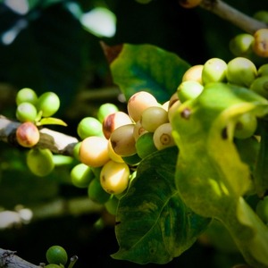 ニカラグア　サンホセ　イエローパカマラ（中煎り）200g