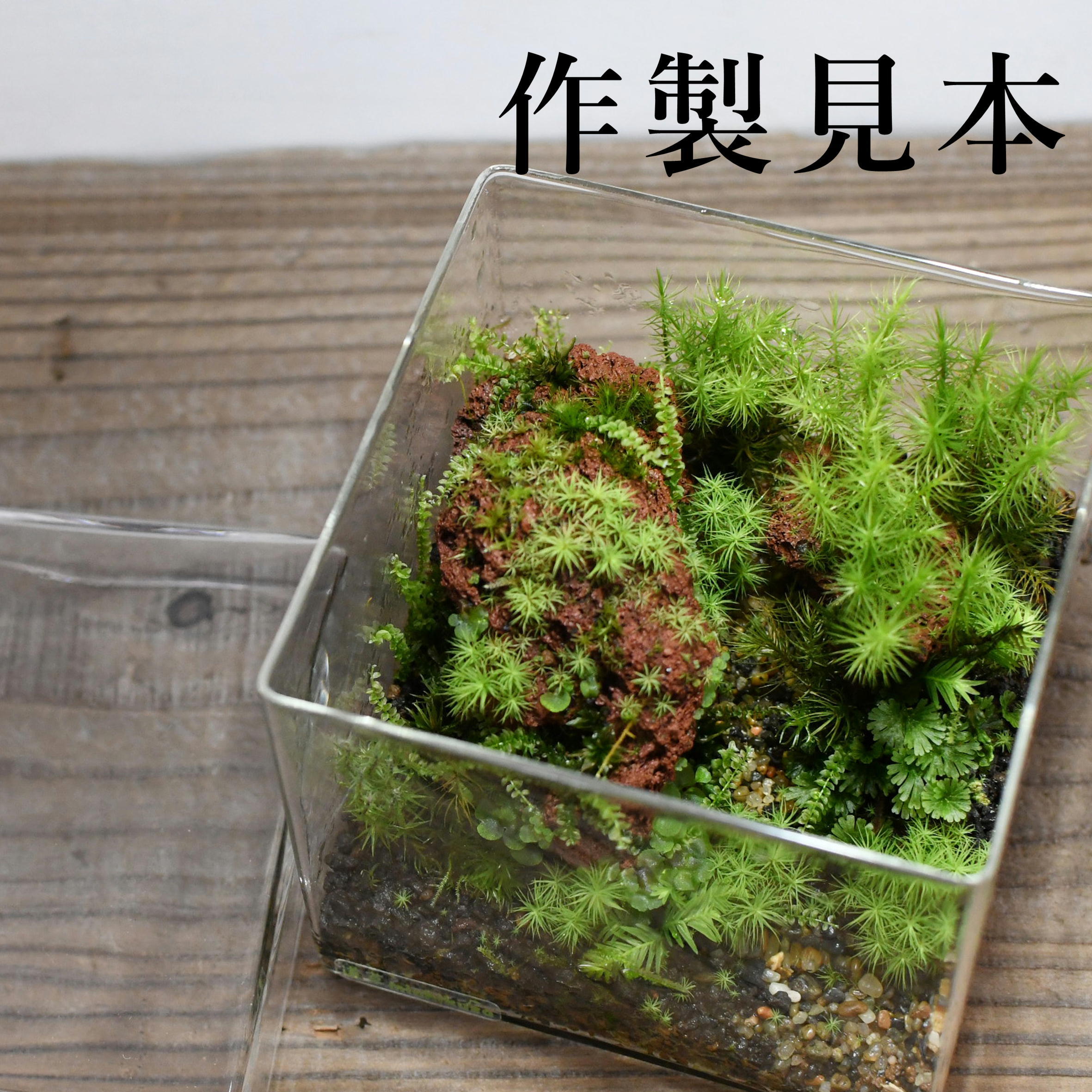 ガラス容器】BOX L（100x100xh80mm）◇景色を作るのにおススメ