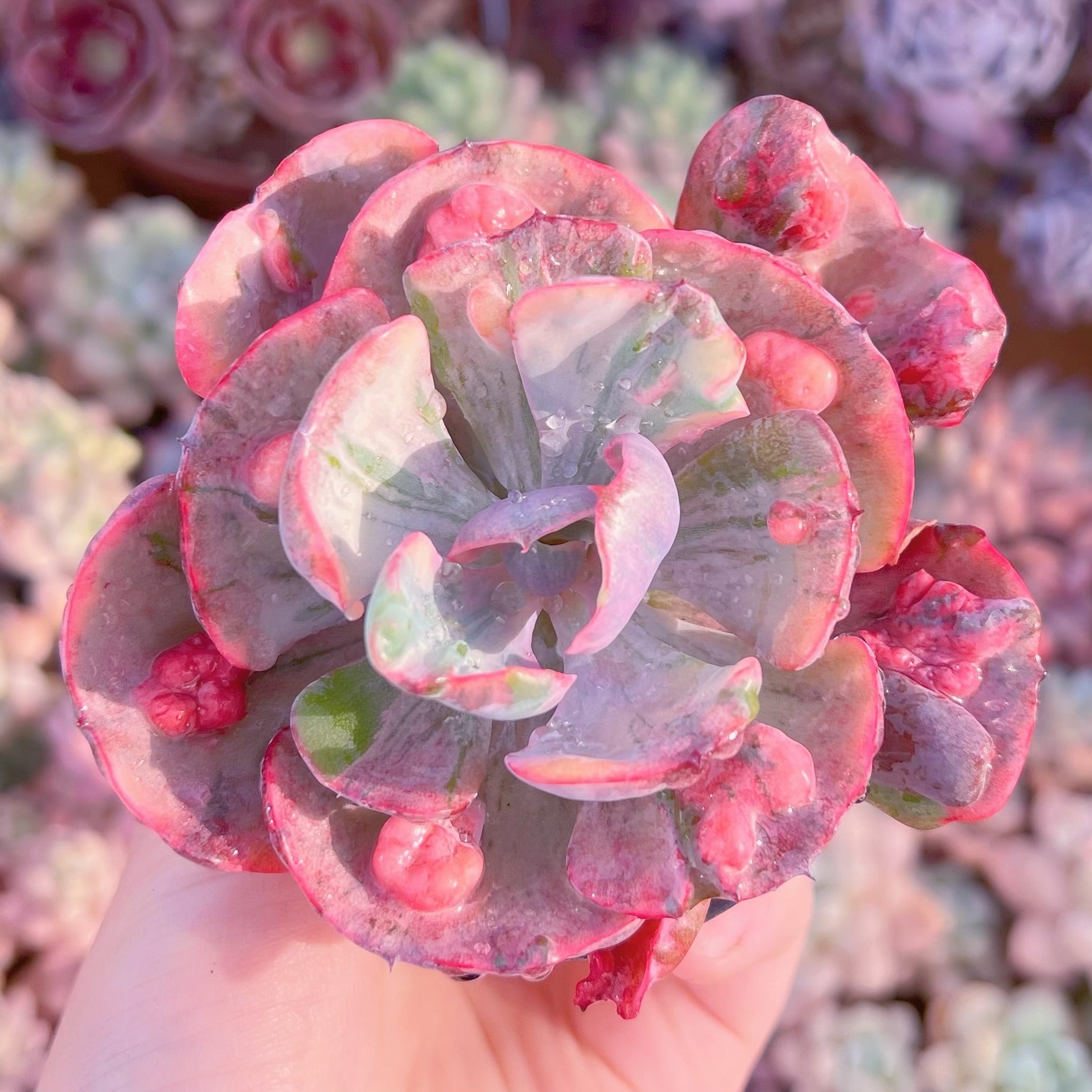 現品　ビヨンセ錦#A13　るる農園