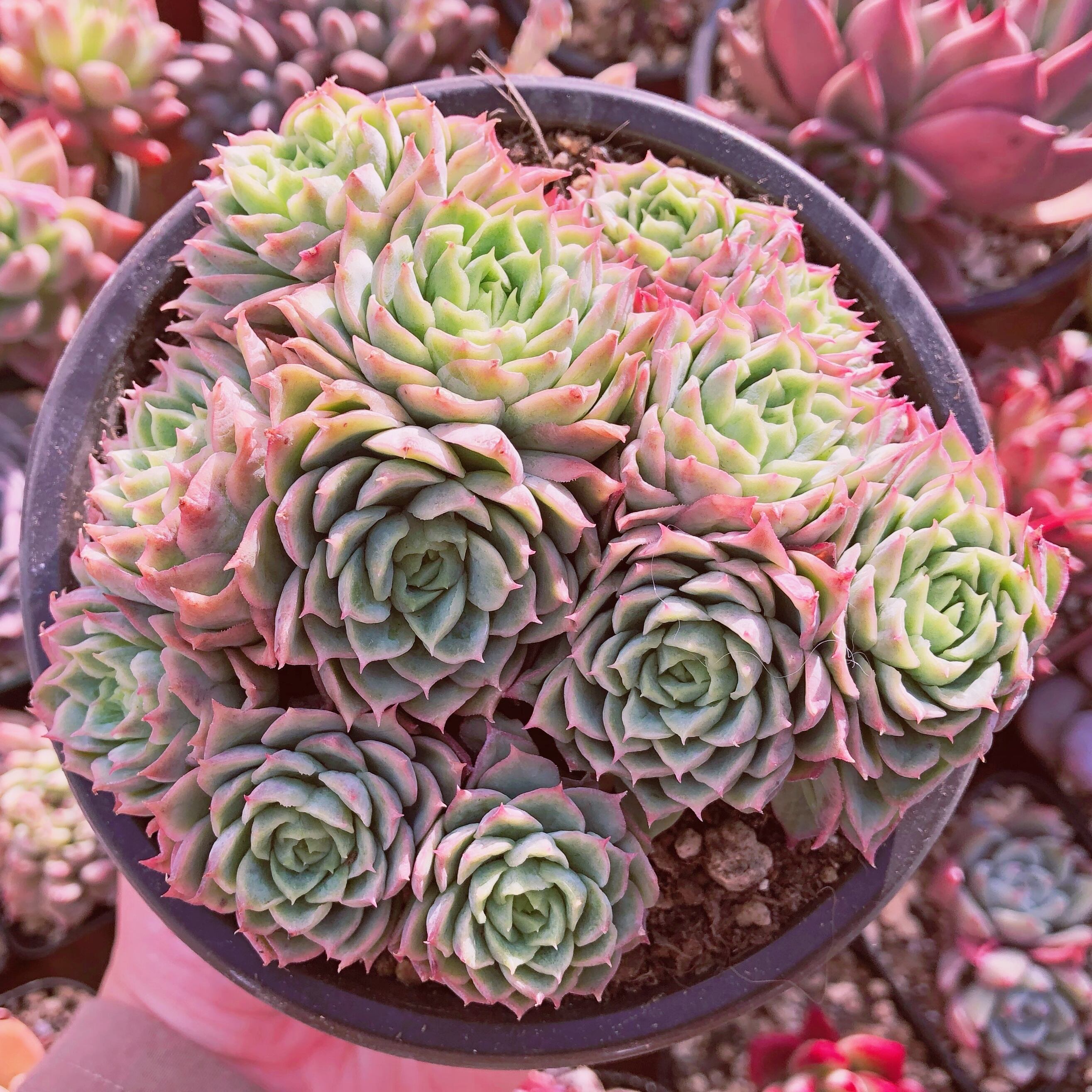 多肉植物　ライムチリー　7～12頭　特大群生　