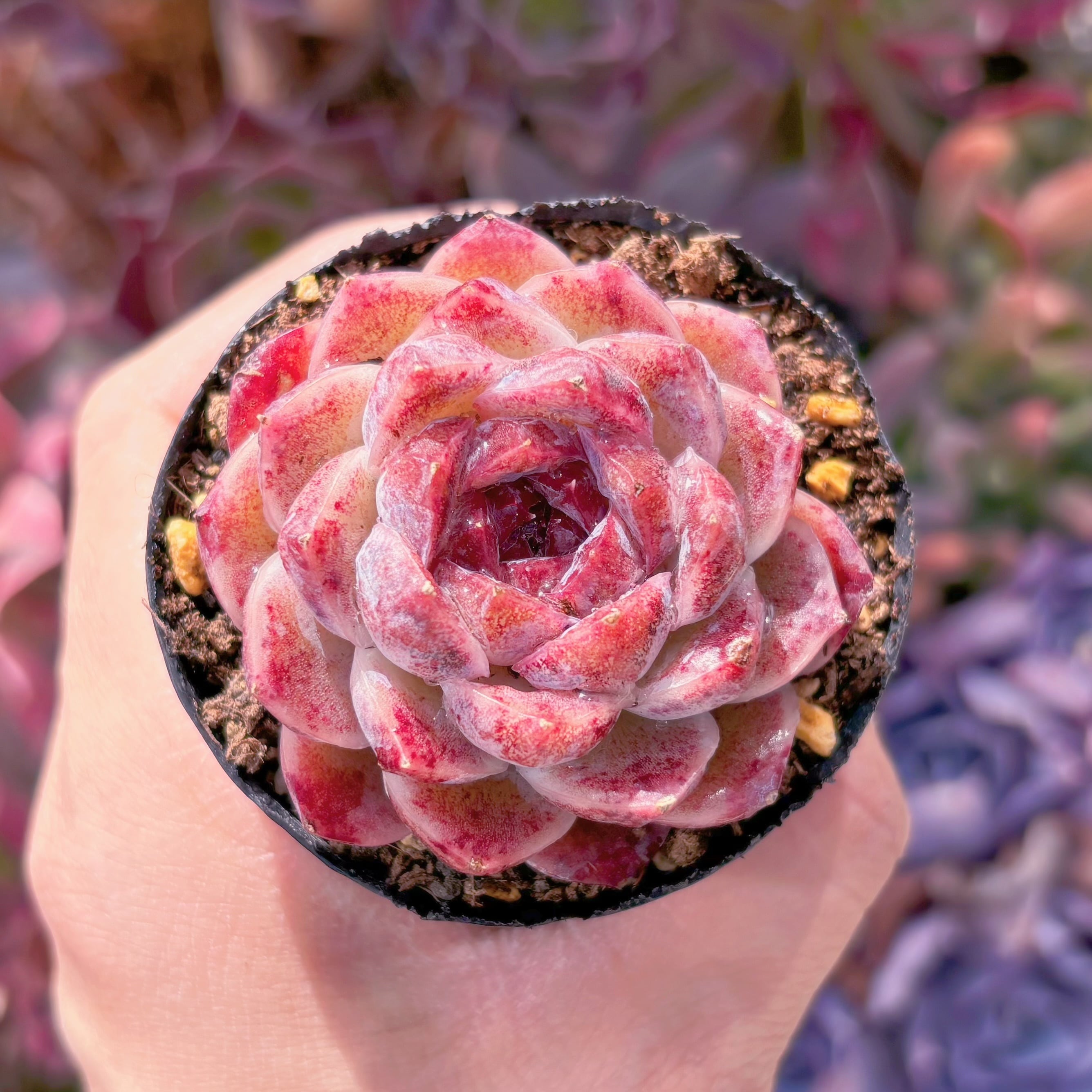 現品　紫姫#672　るる農園