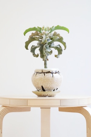 【M】カランコエ ベハレンシス ミニマ/Kalanchoe behalensis