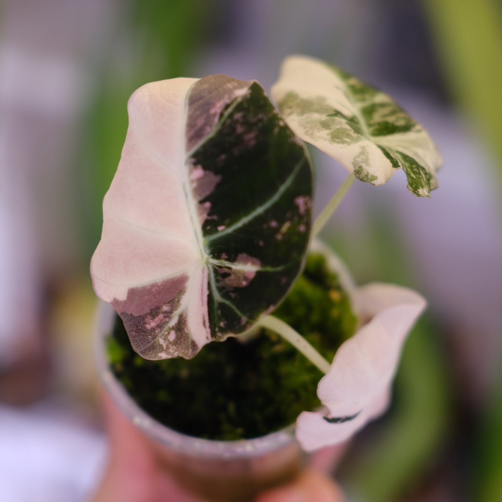 その他観葉植物 Alocasia Black Velvet Pink Albo Alocasia Black Velvet Pink Albo③│アロカシア ブラックベルベット