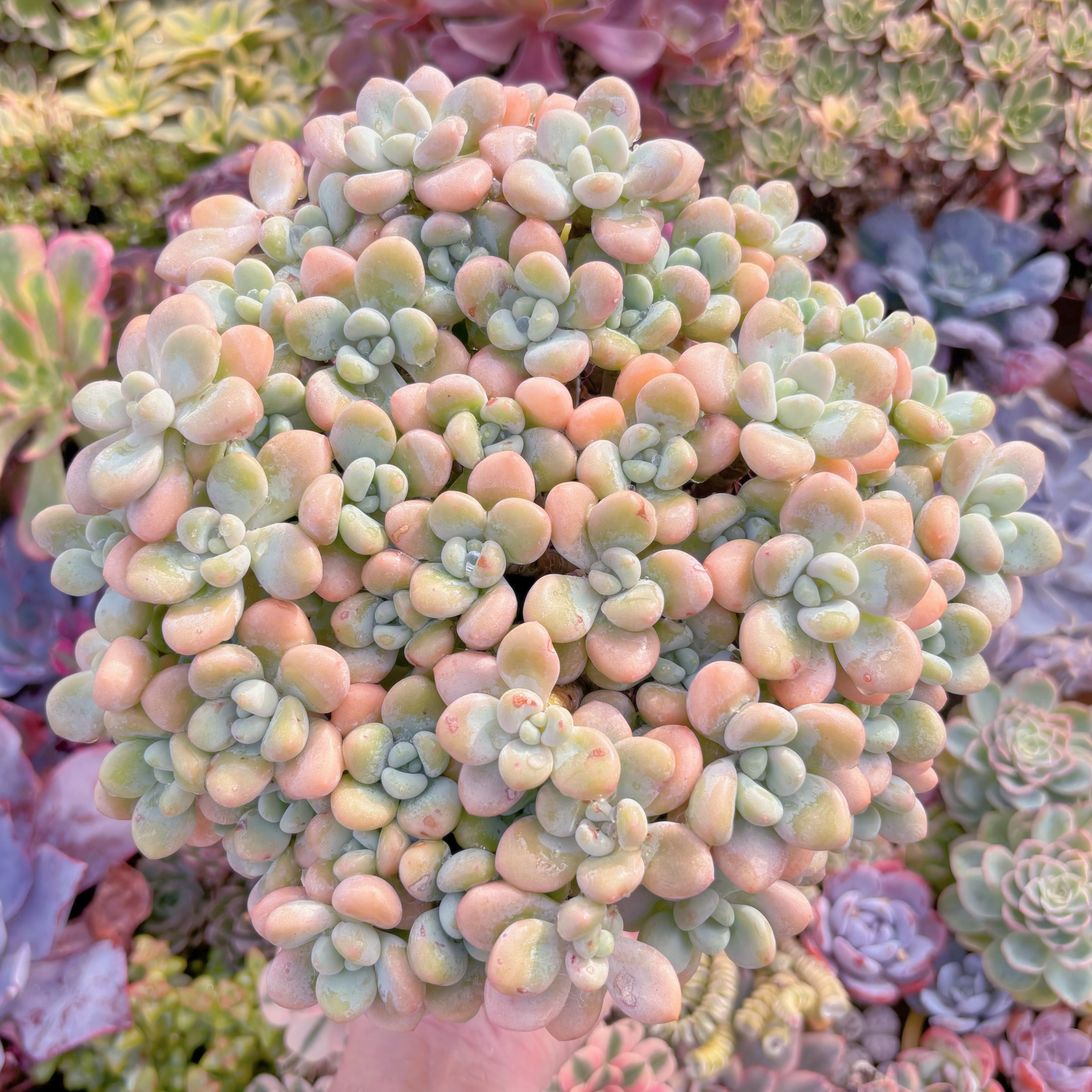 現品　マカロンxロココ#F080　在庫僅少　特特大群生　直径約30cm  るる農園