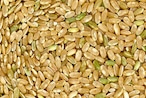 天栄米　令和5年新米　玄米　3キロ