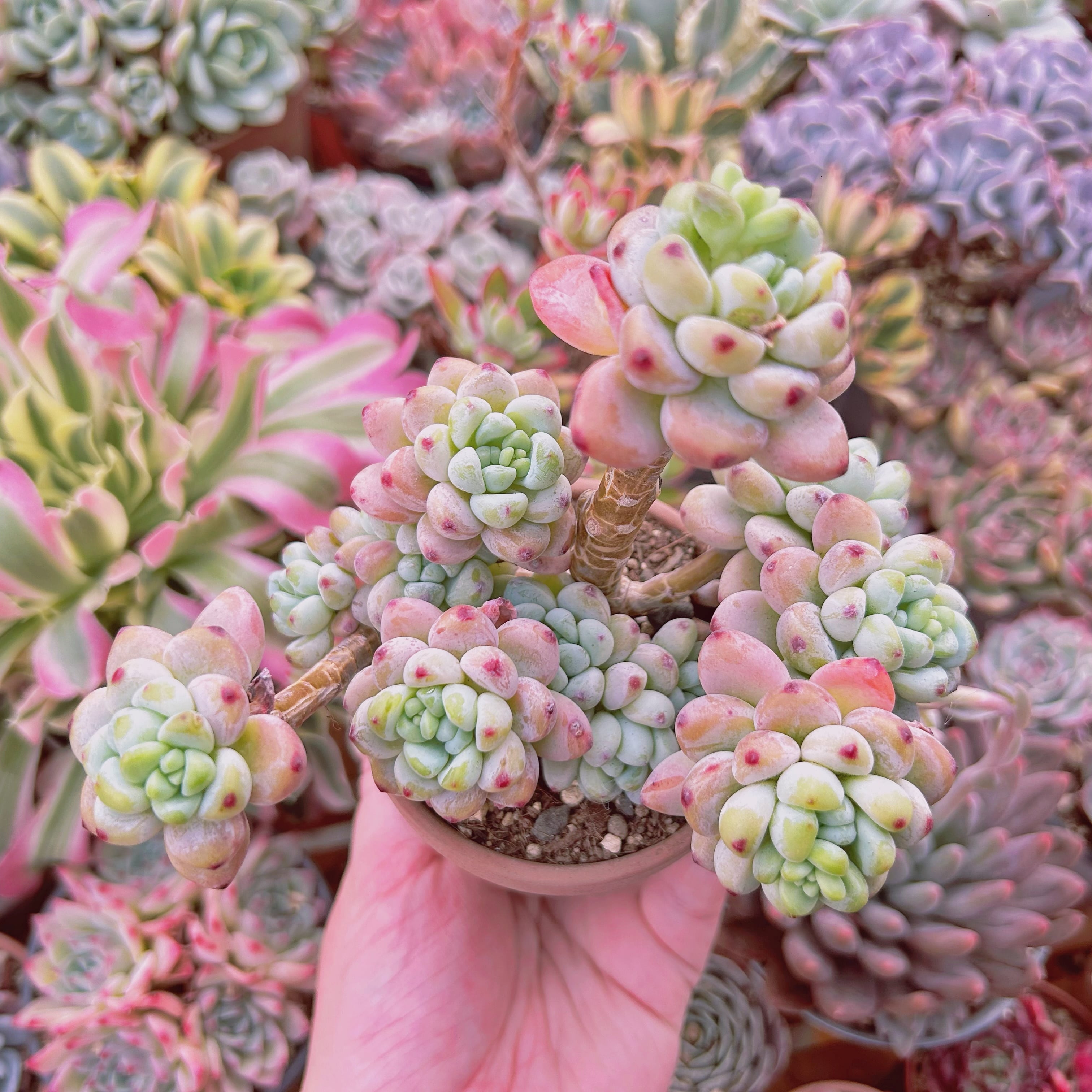 #084現物　多肉植物　 ロッティ　特大　