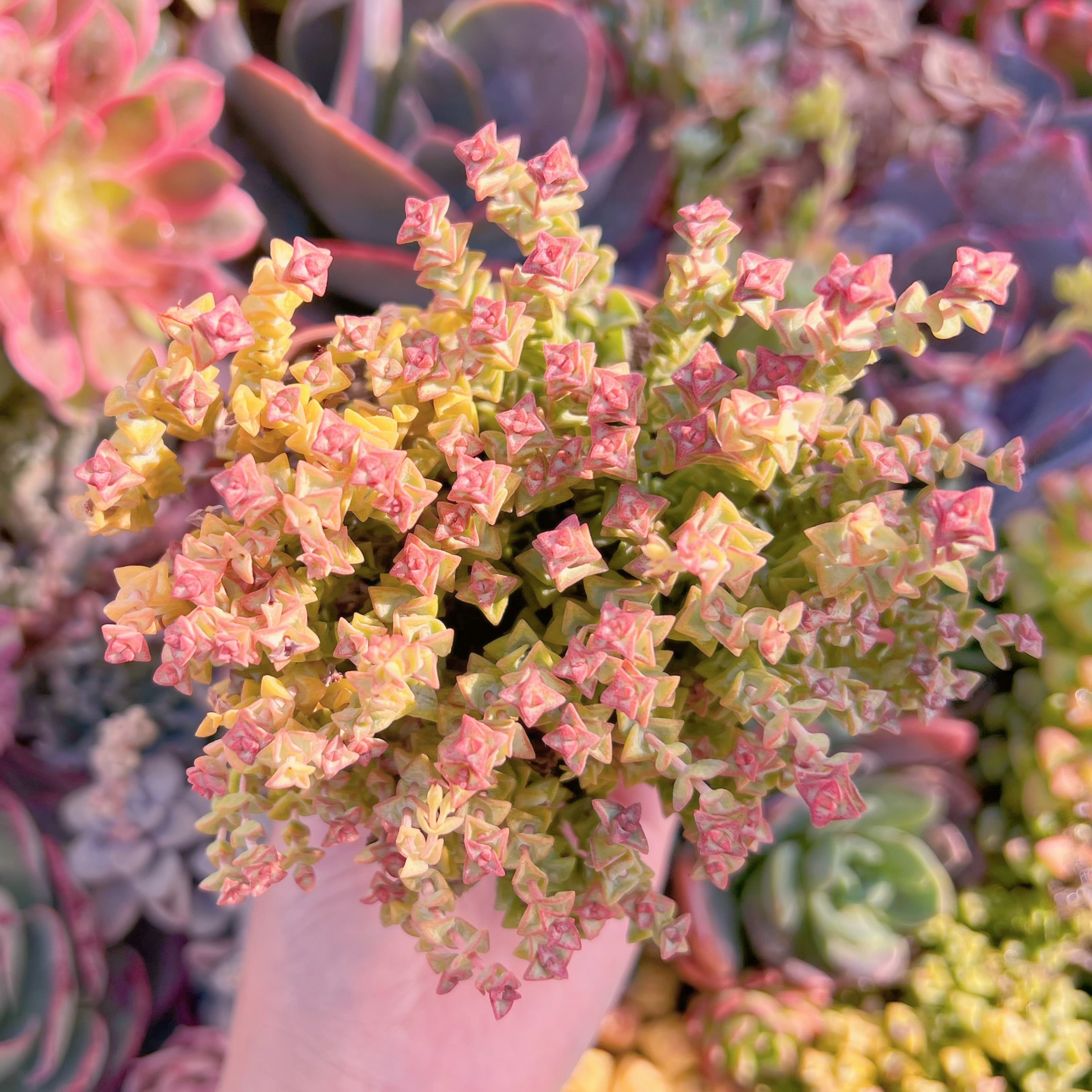 現品　小米星#K137　るる農園