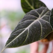 【斑入り】アロカシア ブラックベルベット / Alocasia reginula 'Variegated'