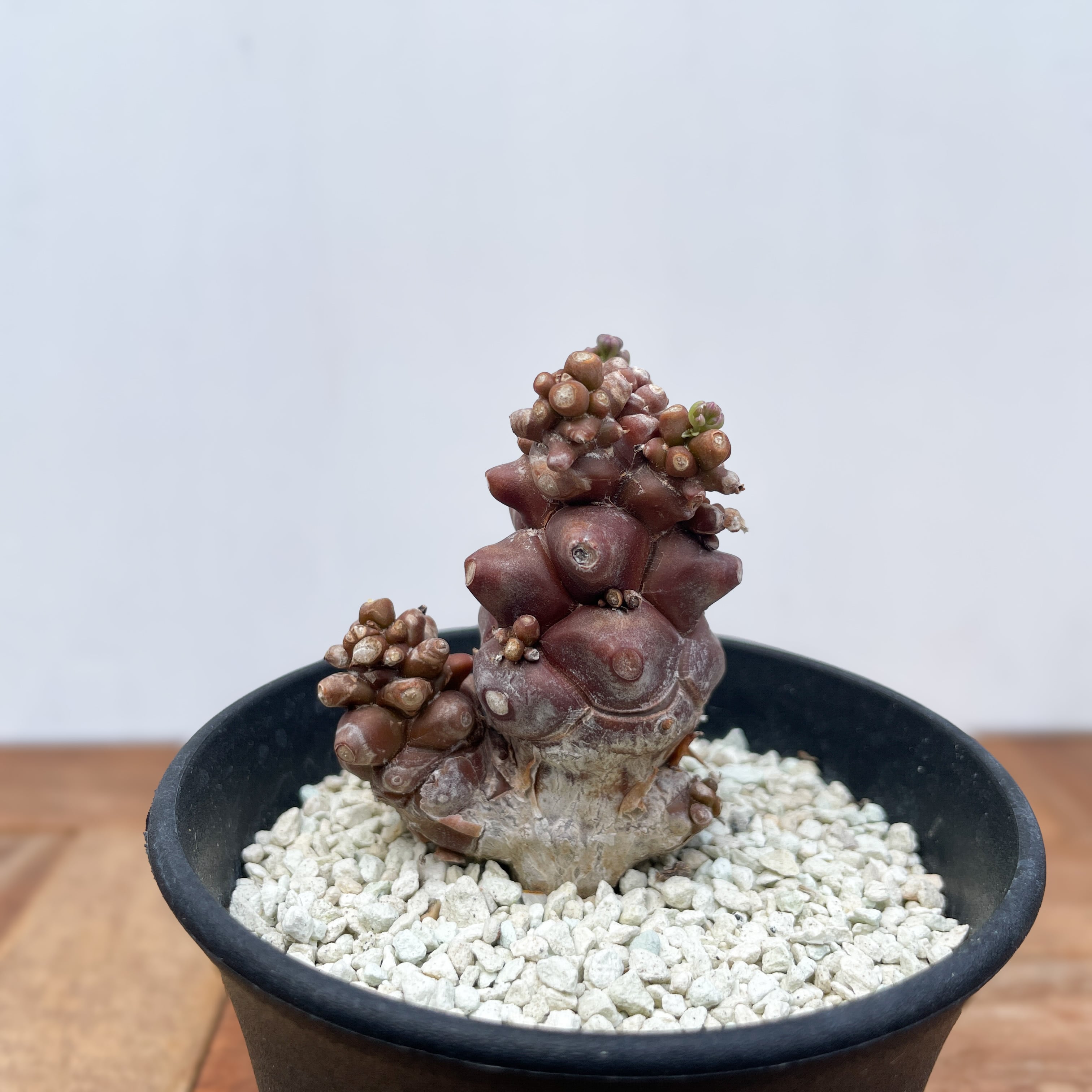 ブーファン　ハエマンソイデス　実生 C ブーファン・ハエマンソイデス(Boophane haemanthoides