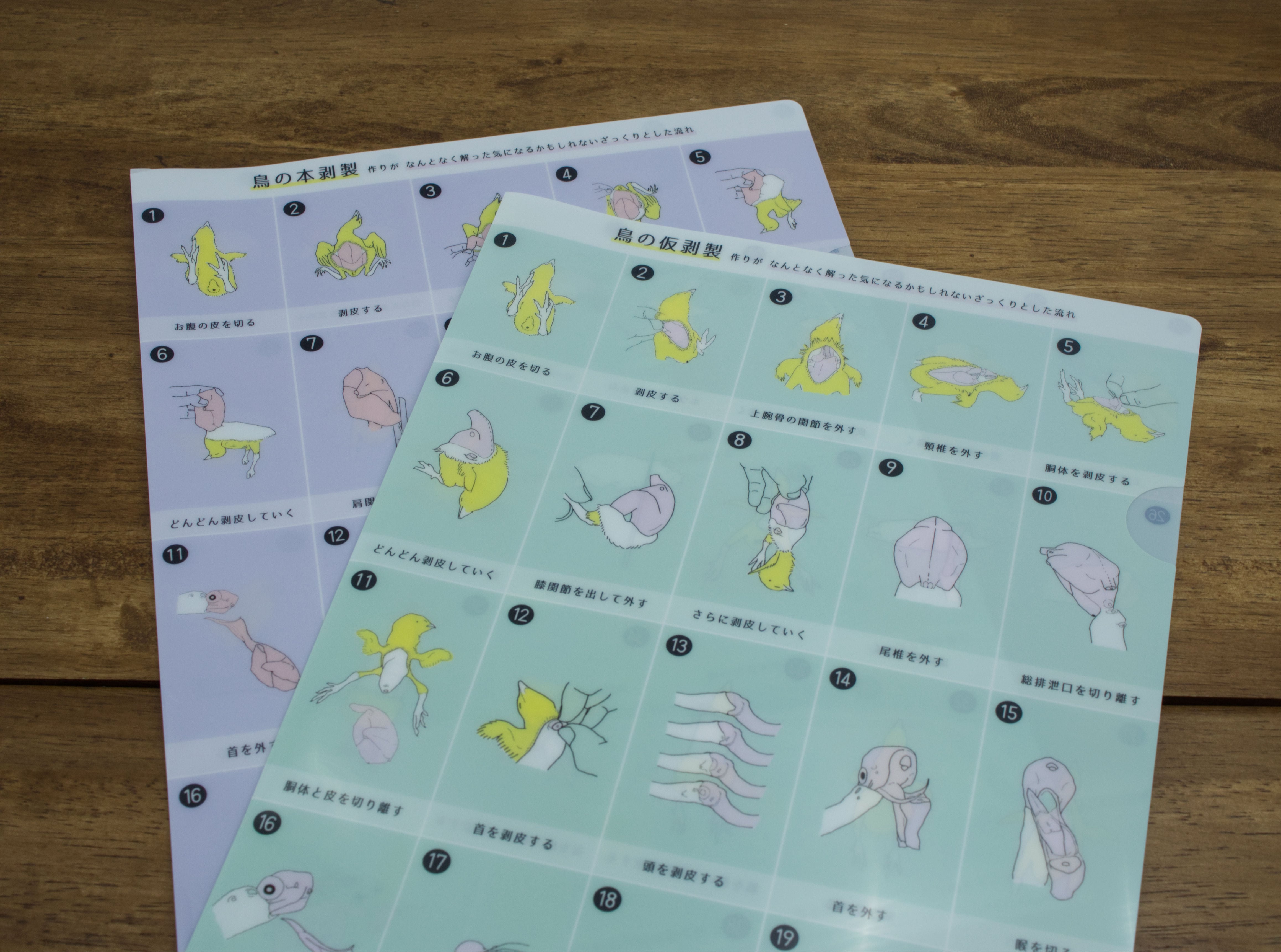 剥製クリアファイル | 浜口標本webショップ