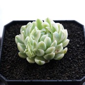 発根済カット苗 バニラエレガンス錦 Echeveria 'Vanilla Elegans Variegated'