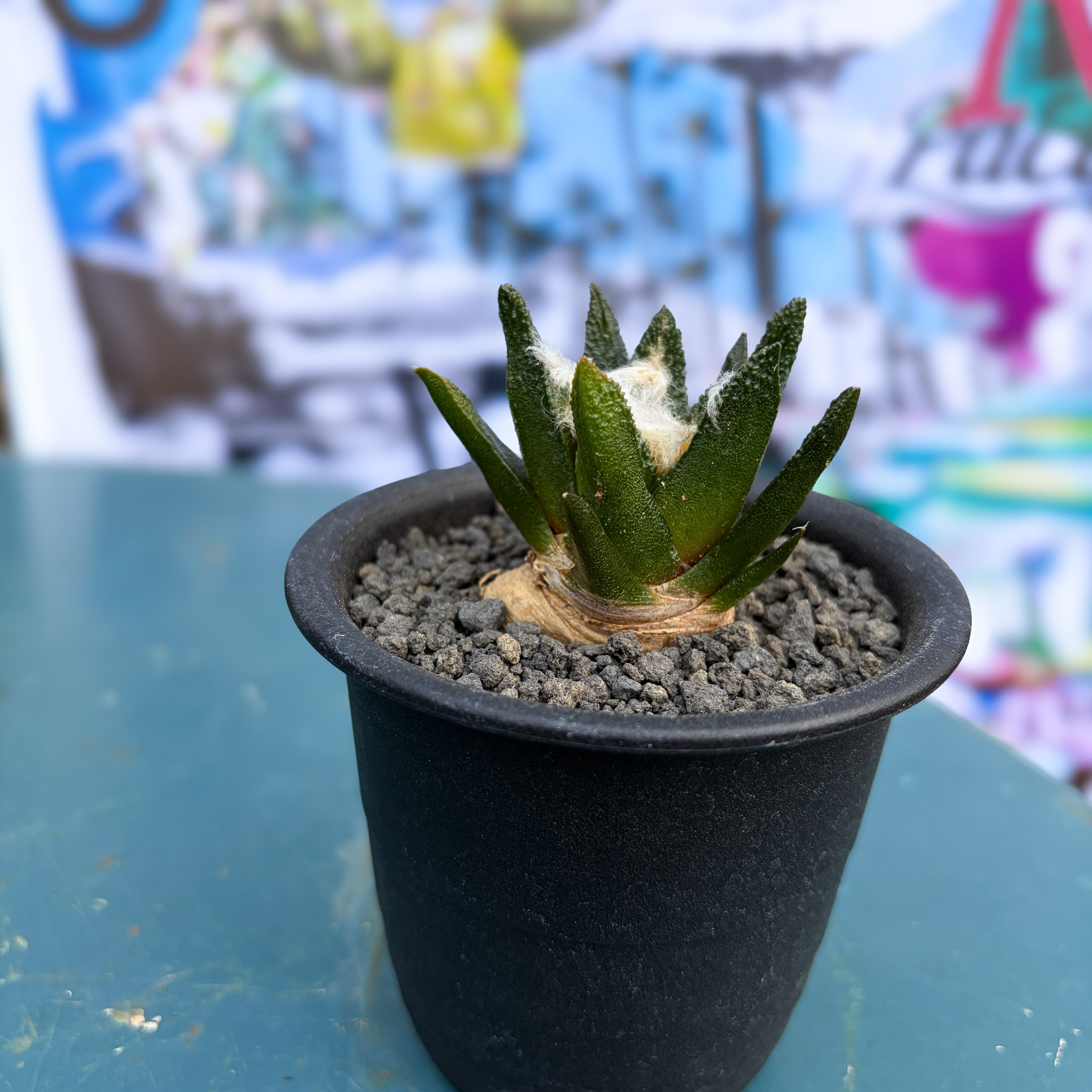 Ariocarpus bravoanus【アリオカルプス・ブラボアナス・実生