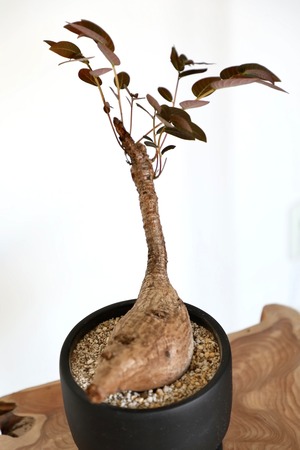 【希少】フィランサス ミラビリス/Phyllanthus mirabilis　※陶器鉢付き