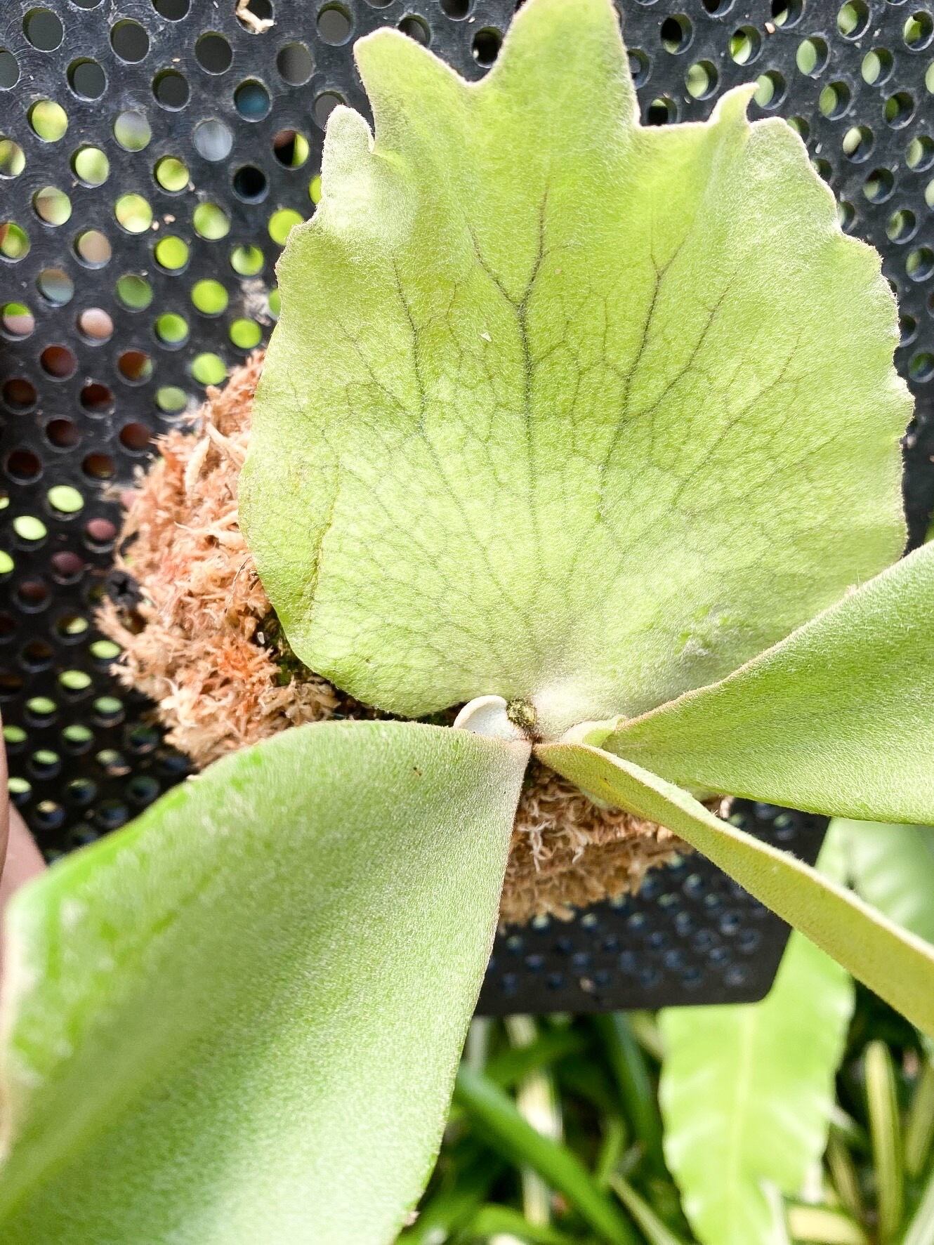 P. willinckii Sexy Summer (pup)【artPLANTs/PLANTS GARAGE