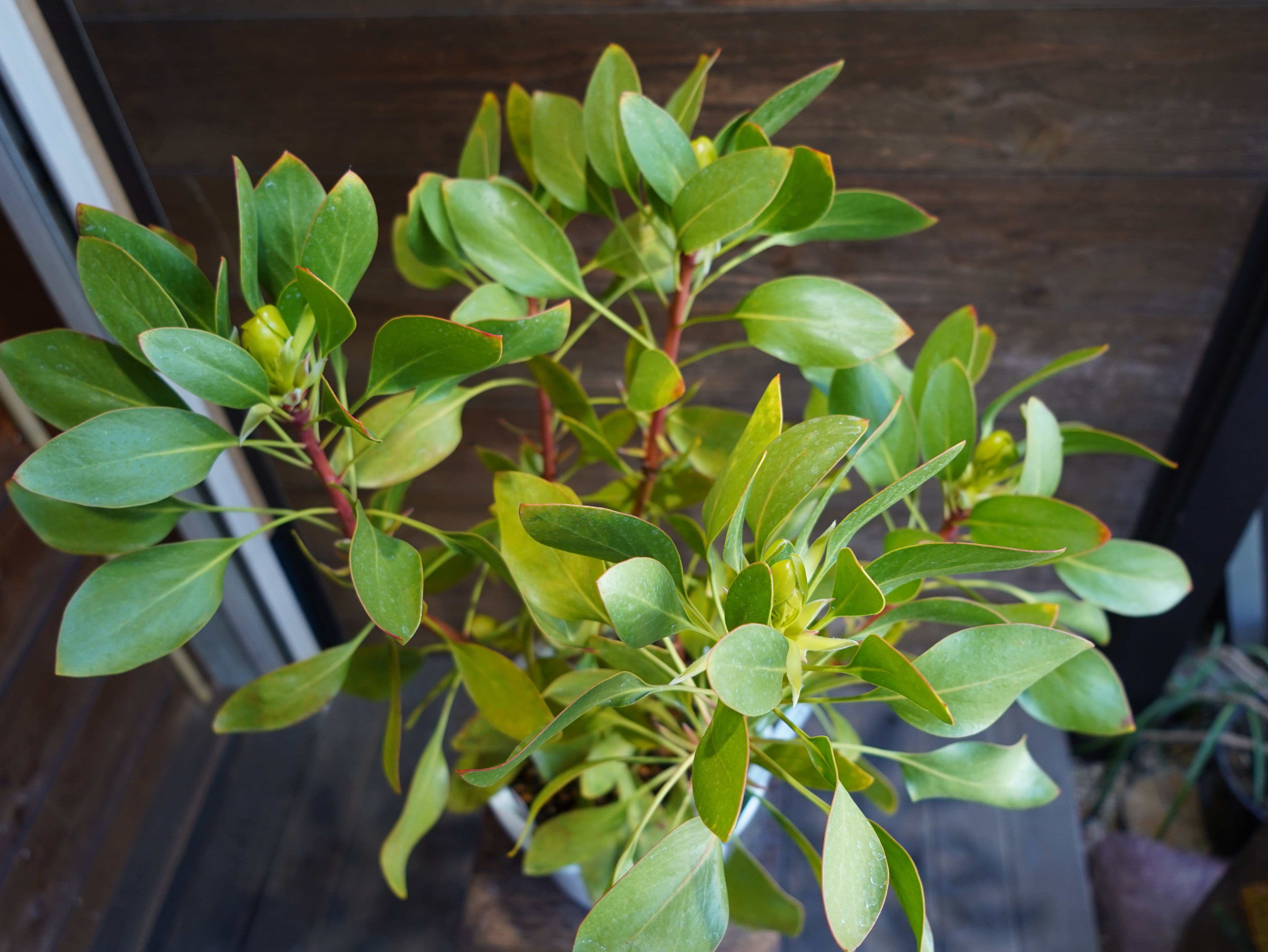 【現物】プロテア　シナロイデス　８号　C