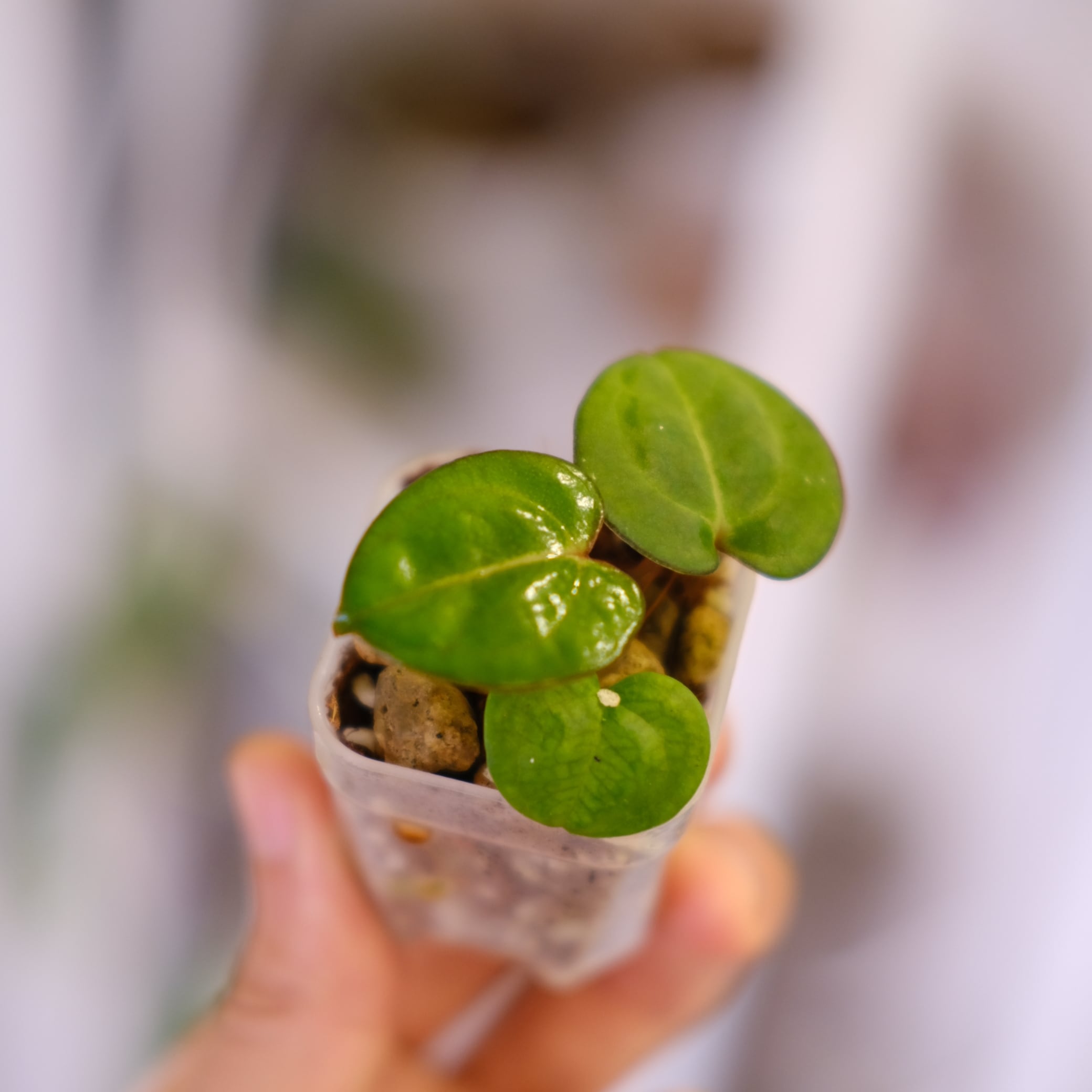 Anthurium Carlablackiae 