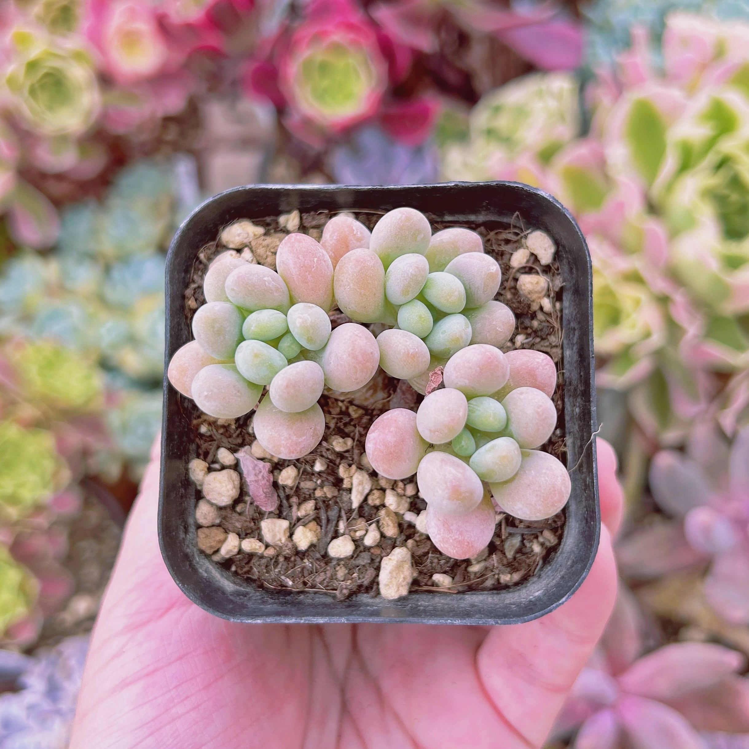 #2208現物　多肉植物　パールミルク　抜き苗