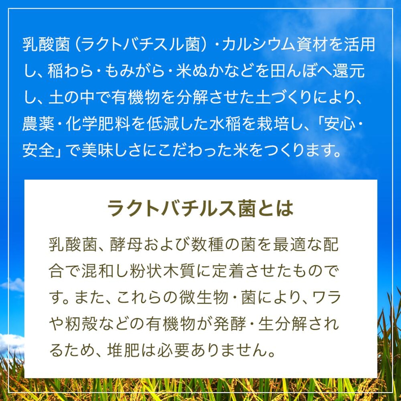 ※業販価格※丹波産コシヒカリ 25kg 令和7年産 京都のおいしいお米コンテスト受賞米「西村ファームの京ほたる米」