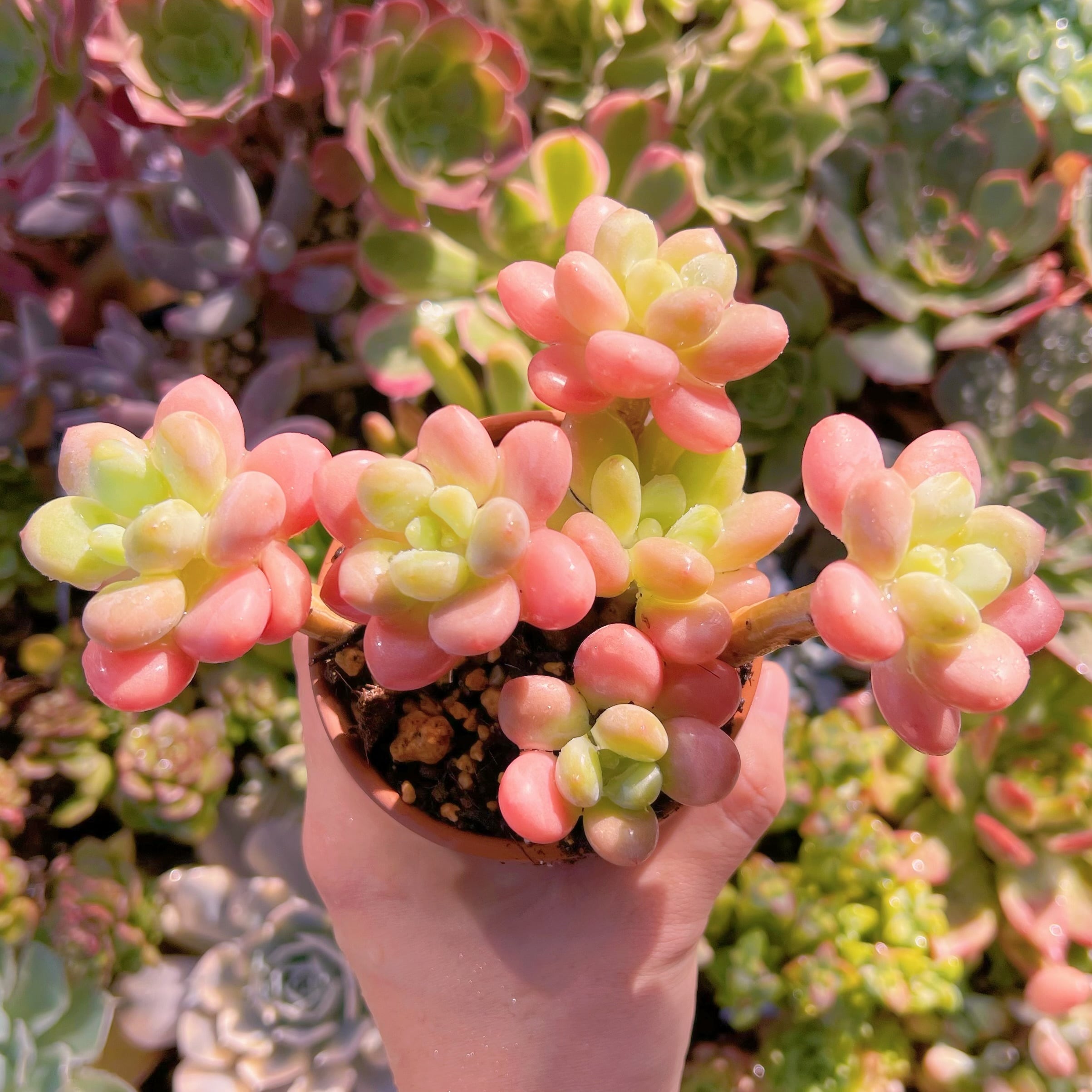 現物　マカロン#650   群生　るる農園