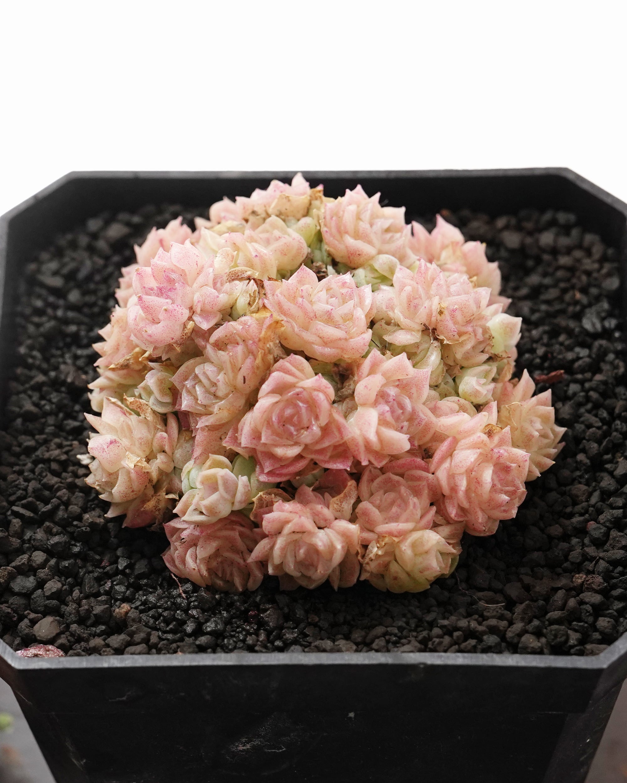 NEW RELEASE | PUKUBOOK SUCCULENTS