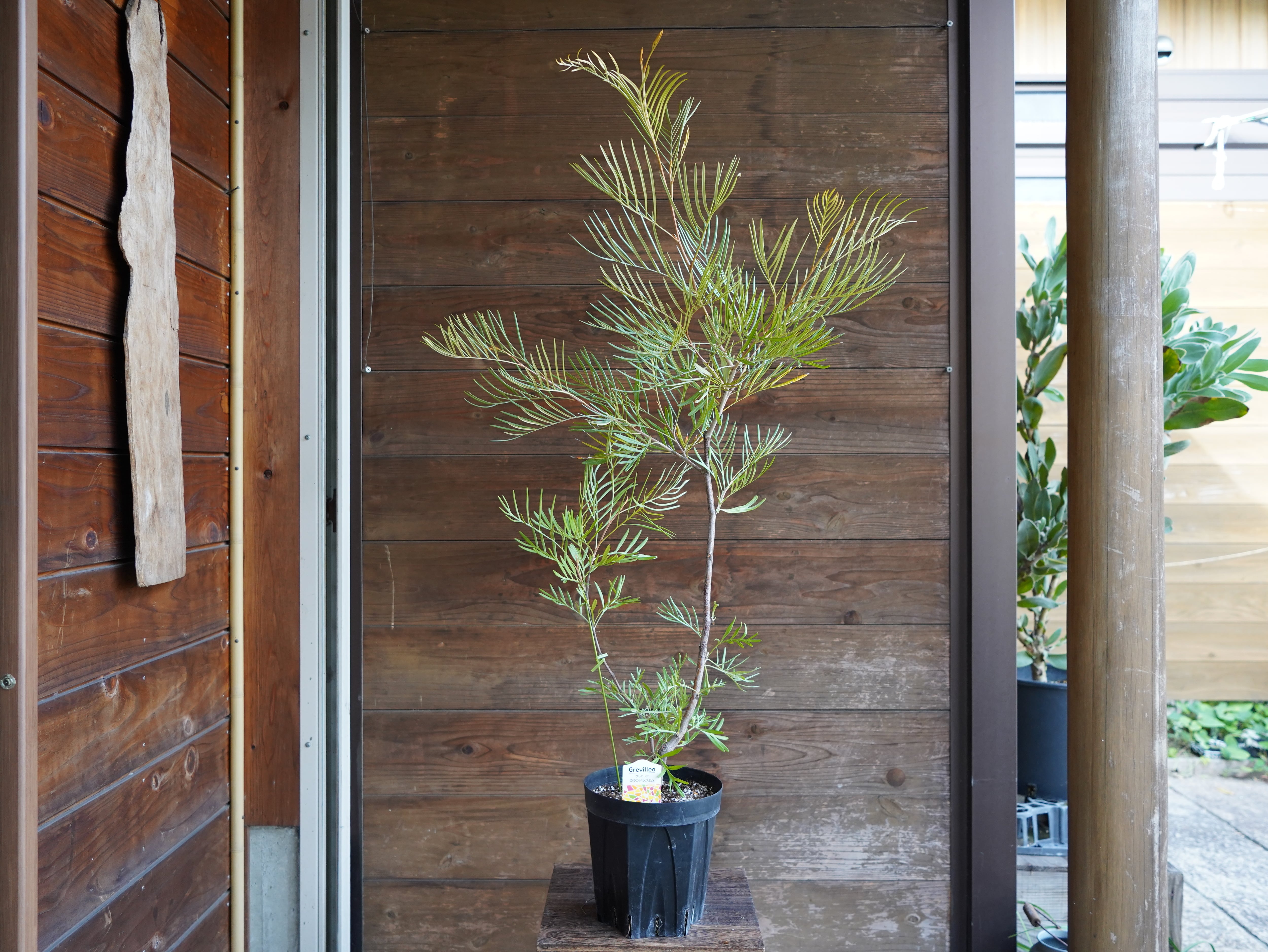 【現物】グレビレア　”カランドラジェム”