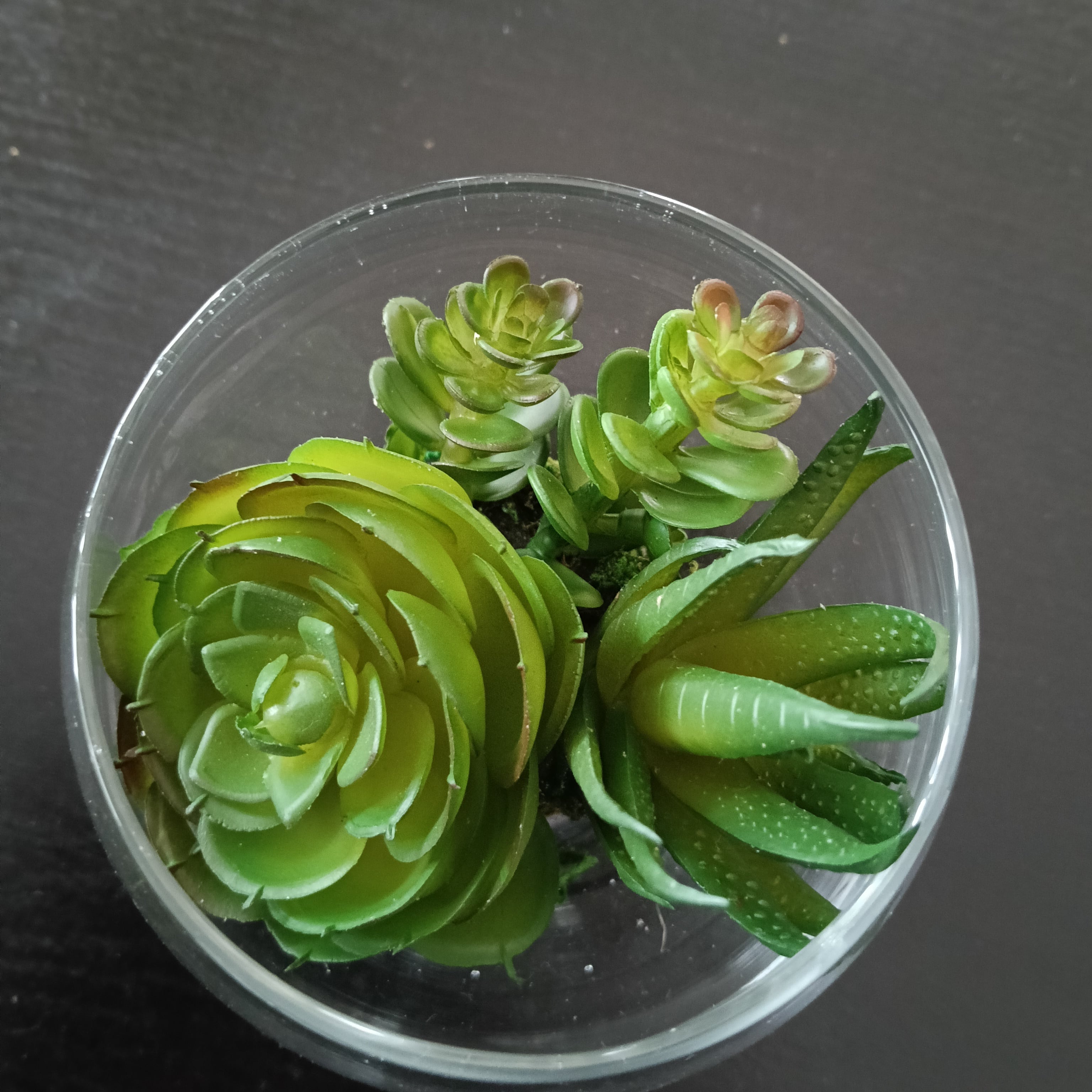 アウトレット品】ガラスに入ったフェイク多肉寄せ植え インテリア