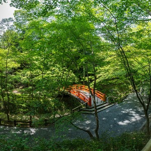 北野天満宮 新緑の御土居