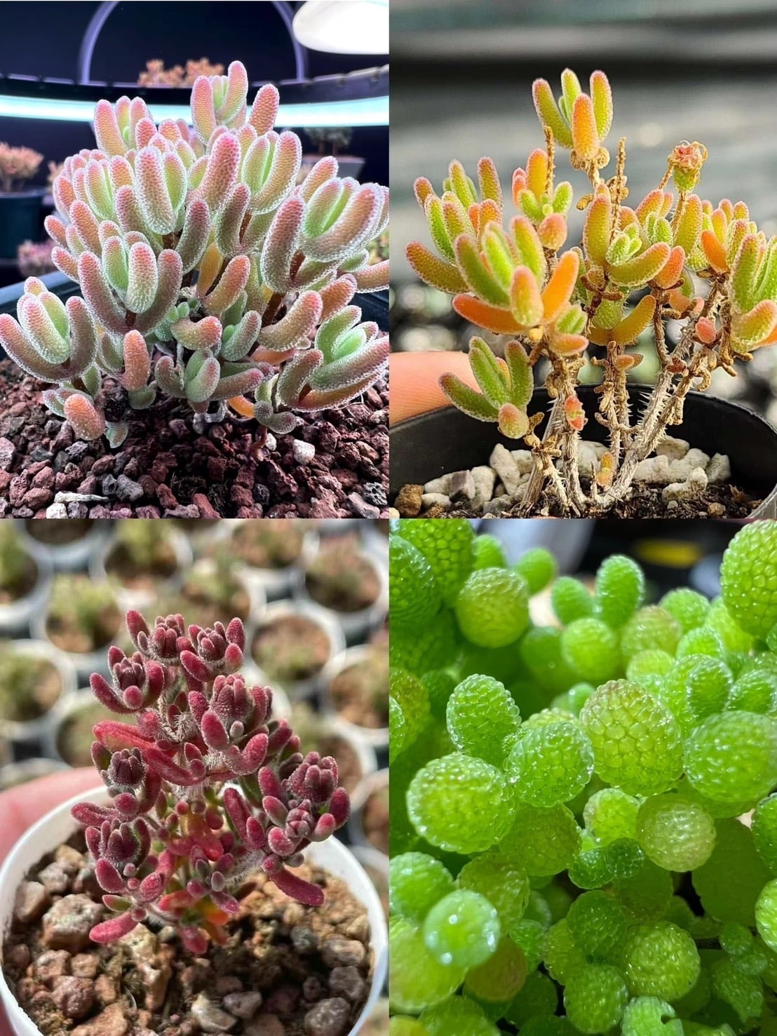 お買い得 多肉植物 ぷくぷく系 4点セット | Pay ID