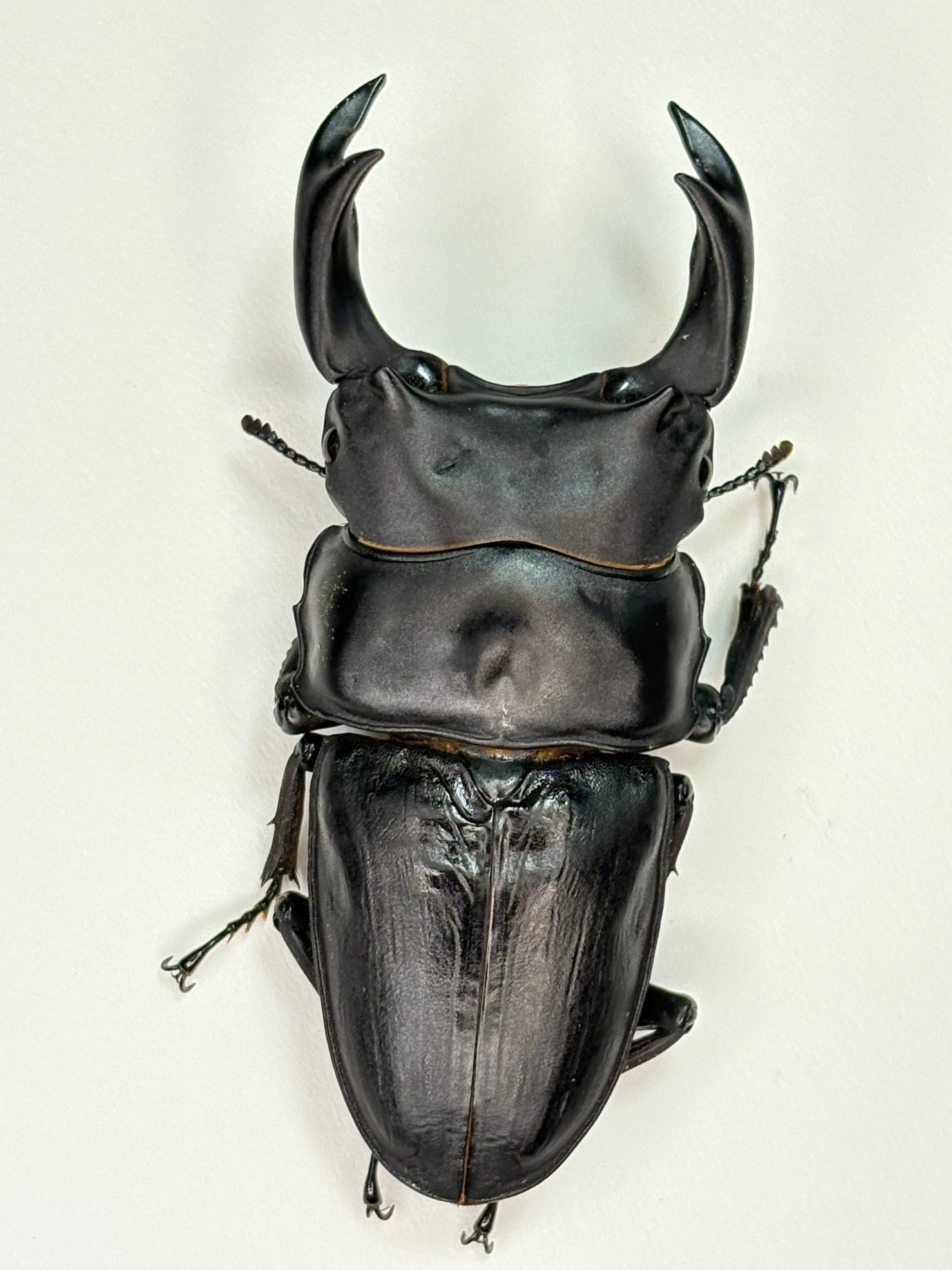久留米産オオクワガタ大型血統♂81.5mm♀51.5ペア □□ 久留米産大型