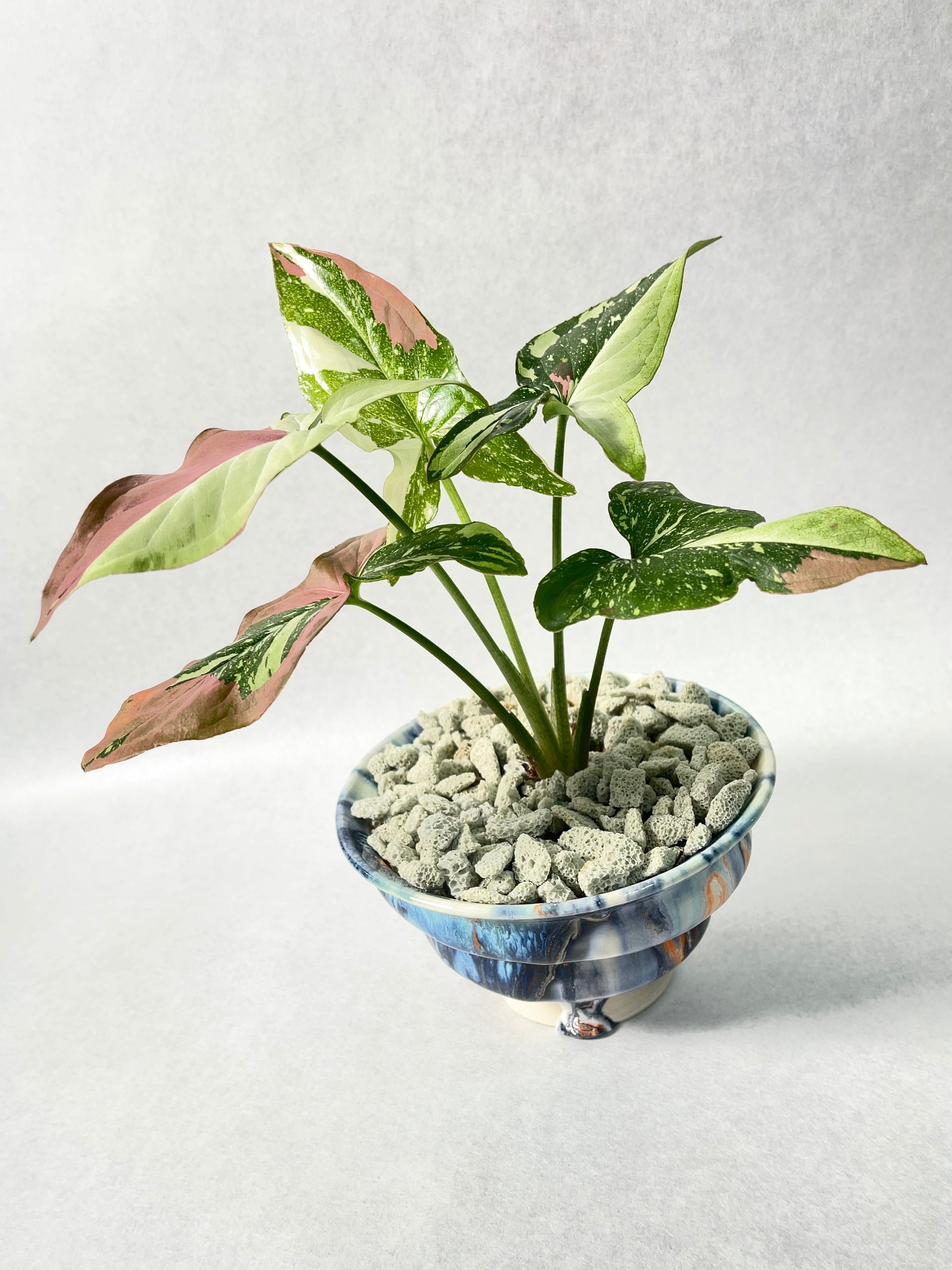 花宇宙×trigger】レッドスポットトリカラー | trigger