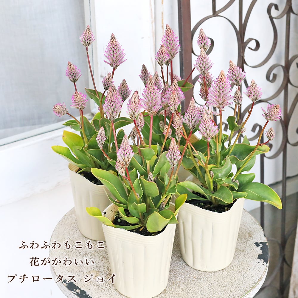 花苗 プチロータス ジョーイ 3号～3.5号 多年草 かわいい 個性派 秋