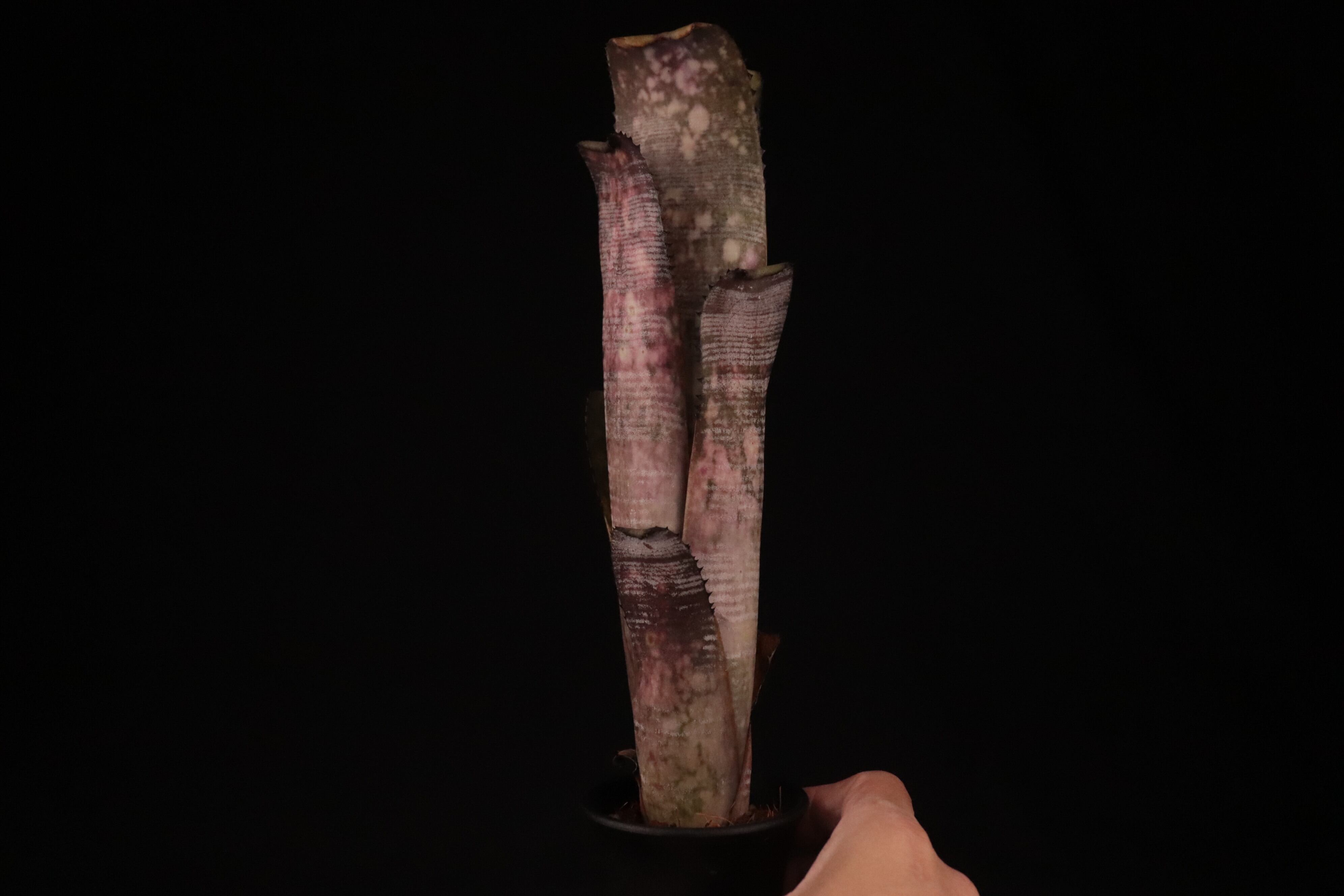 送料無料】Billbergia 'Kolan Mable Shark'〔ビルベルギア〕現品発送