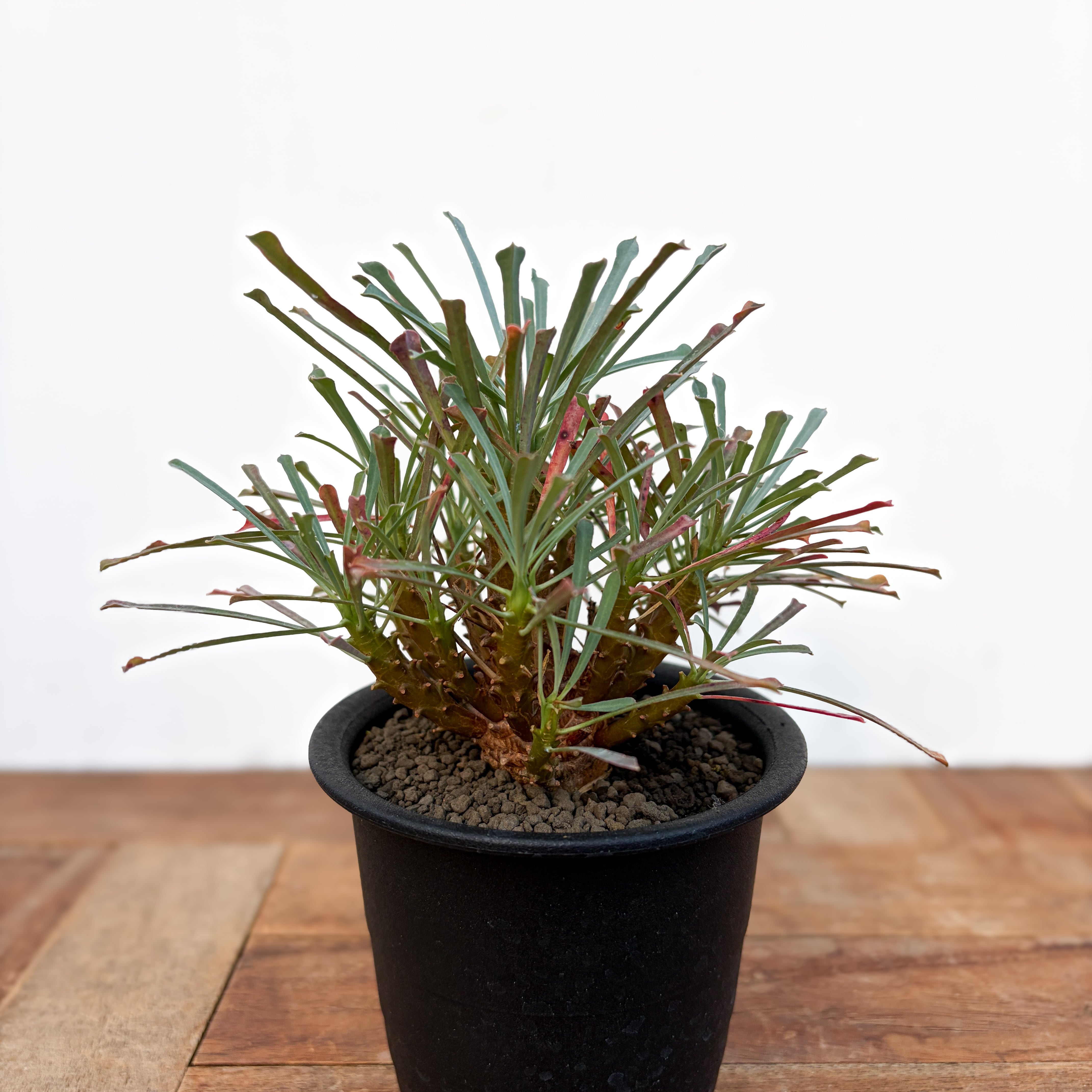 ユーフォルビア  ムルチフォリア Euphorbia multifolia【ユーフォルビア・ムルチフォリア】 | RIMO'S