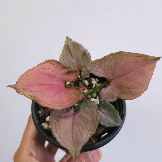 ②《シンゴニウム・ピンクパーフェクション》 Syngonium Pink Perfection ／ 斑入り観葉植物 ／ ポット発送