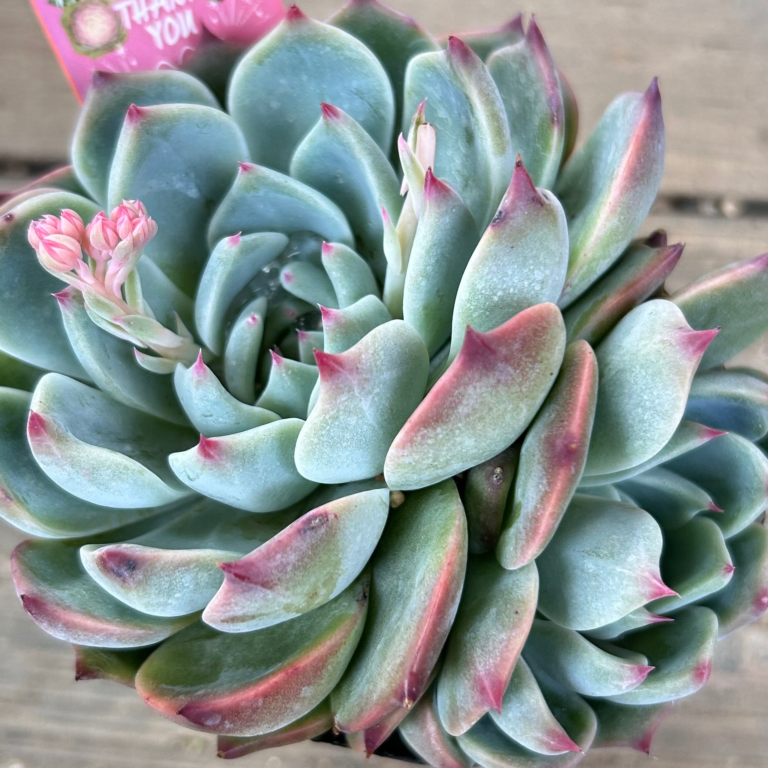 多肉植物Colorata エケベリア コロラータ Green Form グリーン