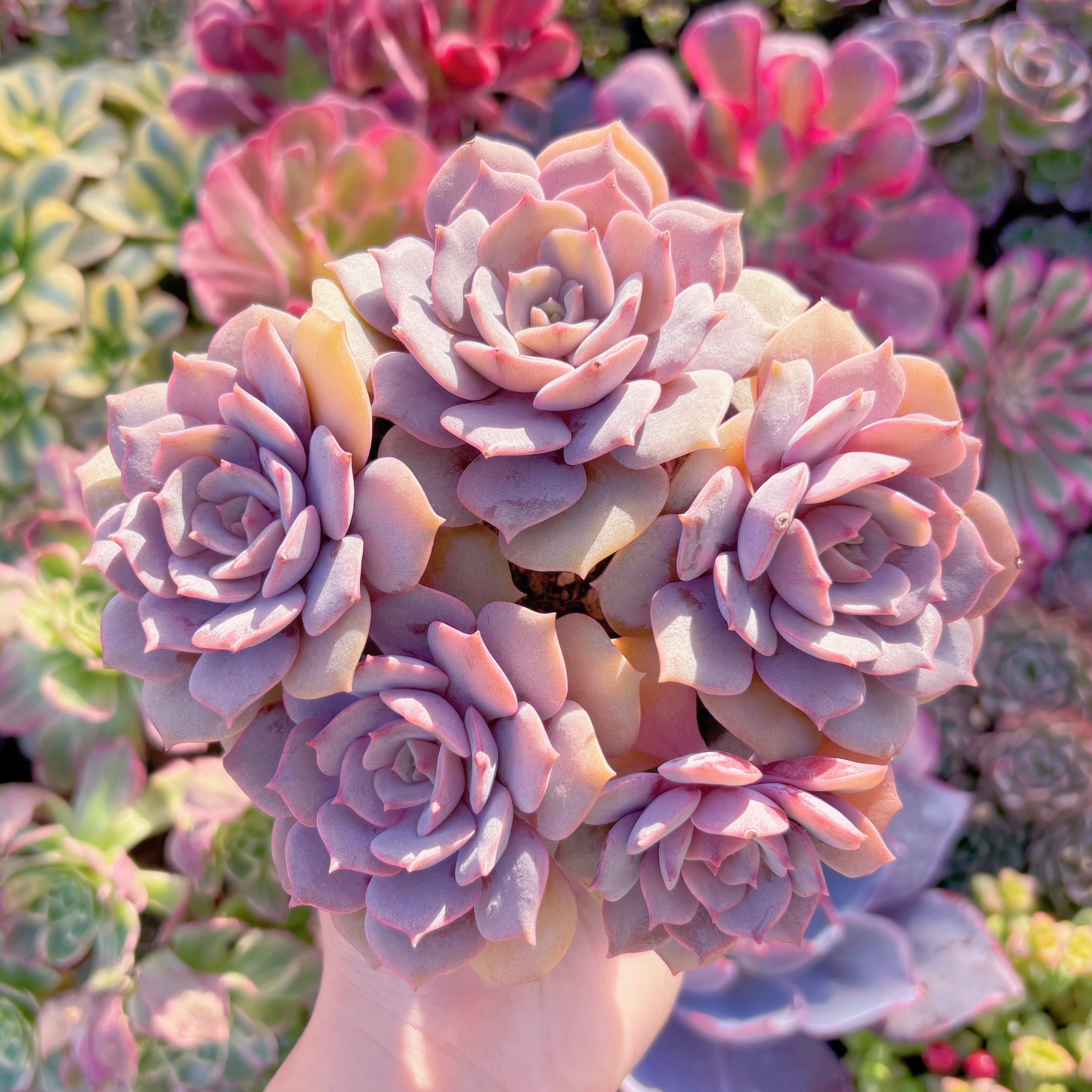 多肉植物　紫姫　群生5頭~　在庫僅少　新入荷　るる農園