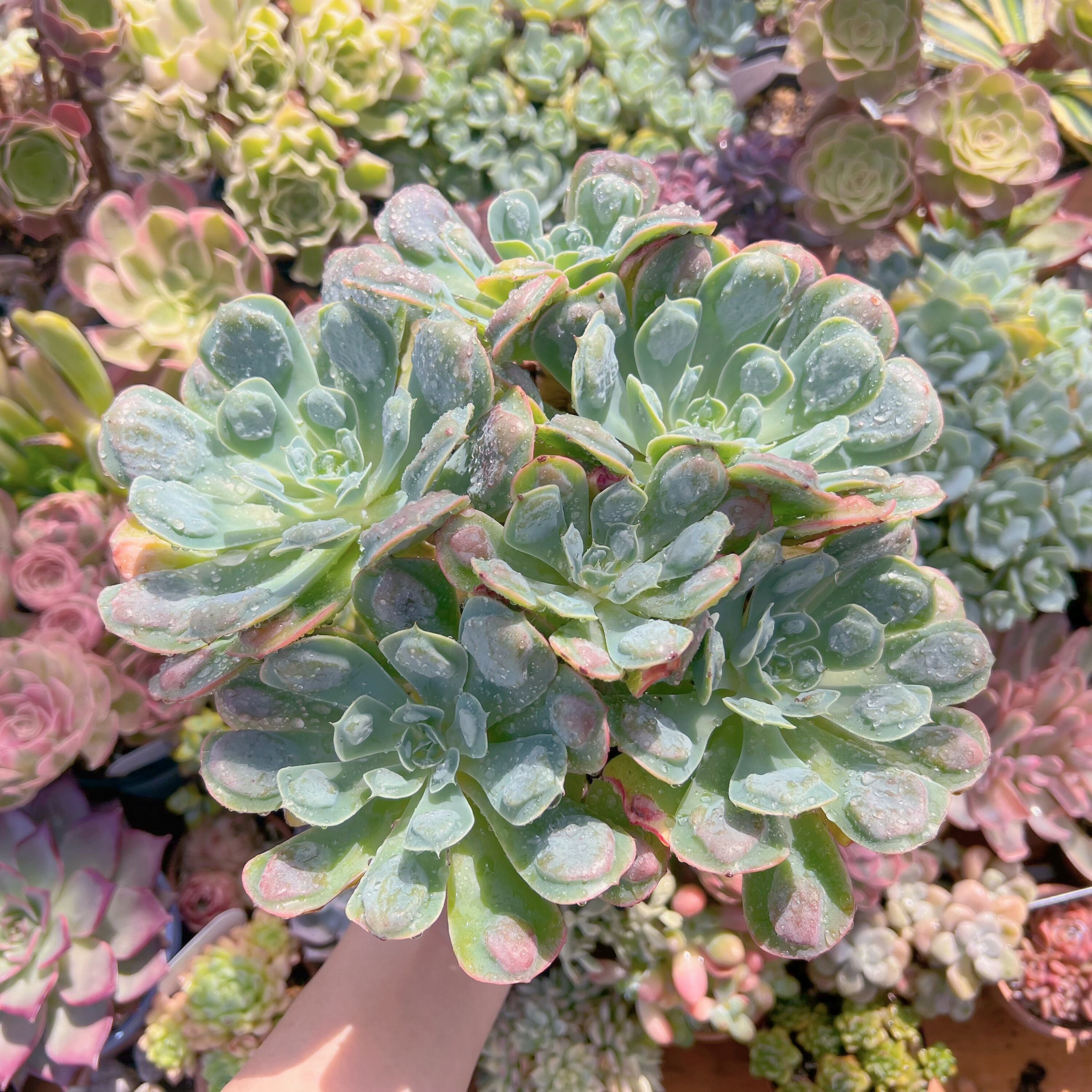 多肉植物　ビヨンセ　特大