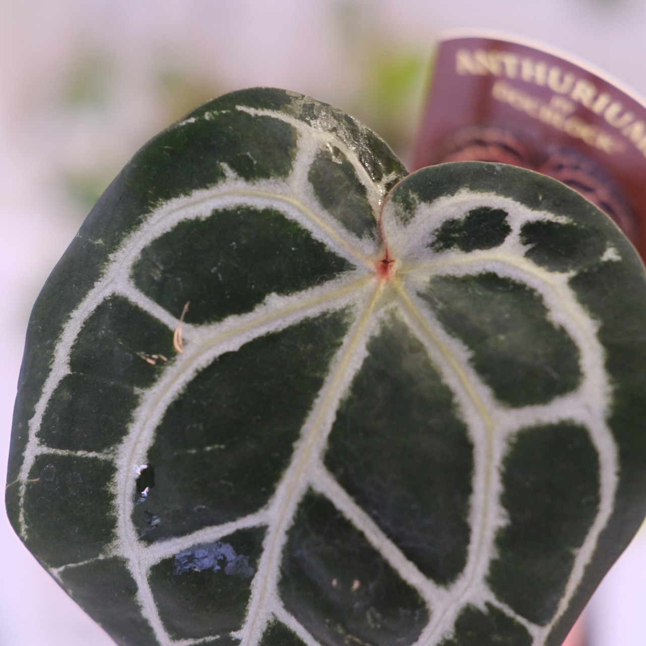 【正規タグ】Anthurium 'Michelle' by DOC BLOCK⑭ / アンスリウム・ミシェル│観葉植物